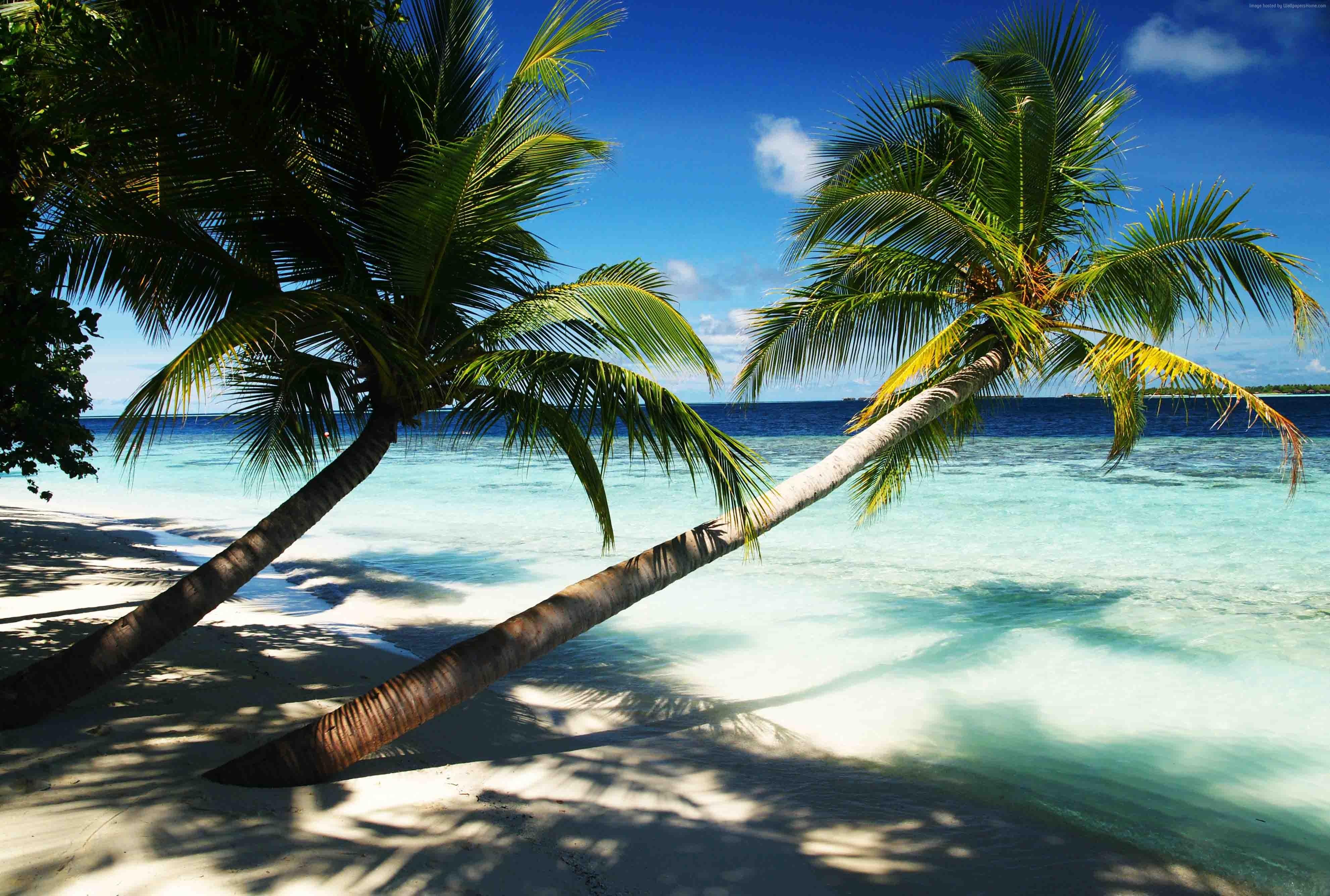 3963x2670 k wallpaper, #hotel, #ocean, #paradise, #bungalow, #travel, #palms, #Maldives, #holidays, #beach, #island, #sky, k, #vacation HD Wallpaper