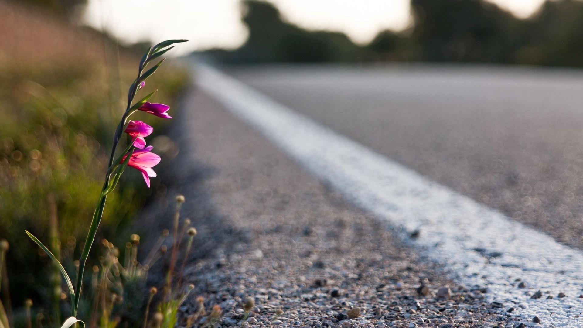 Flower Road Wallpapers Top Free Flower Road Backgrounds WallpaperAccess