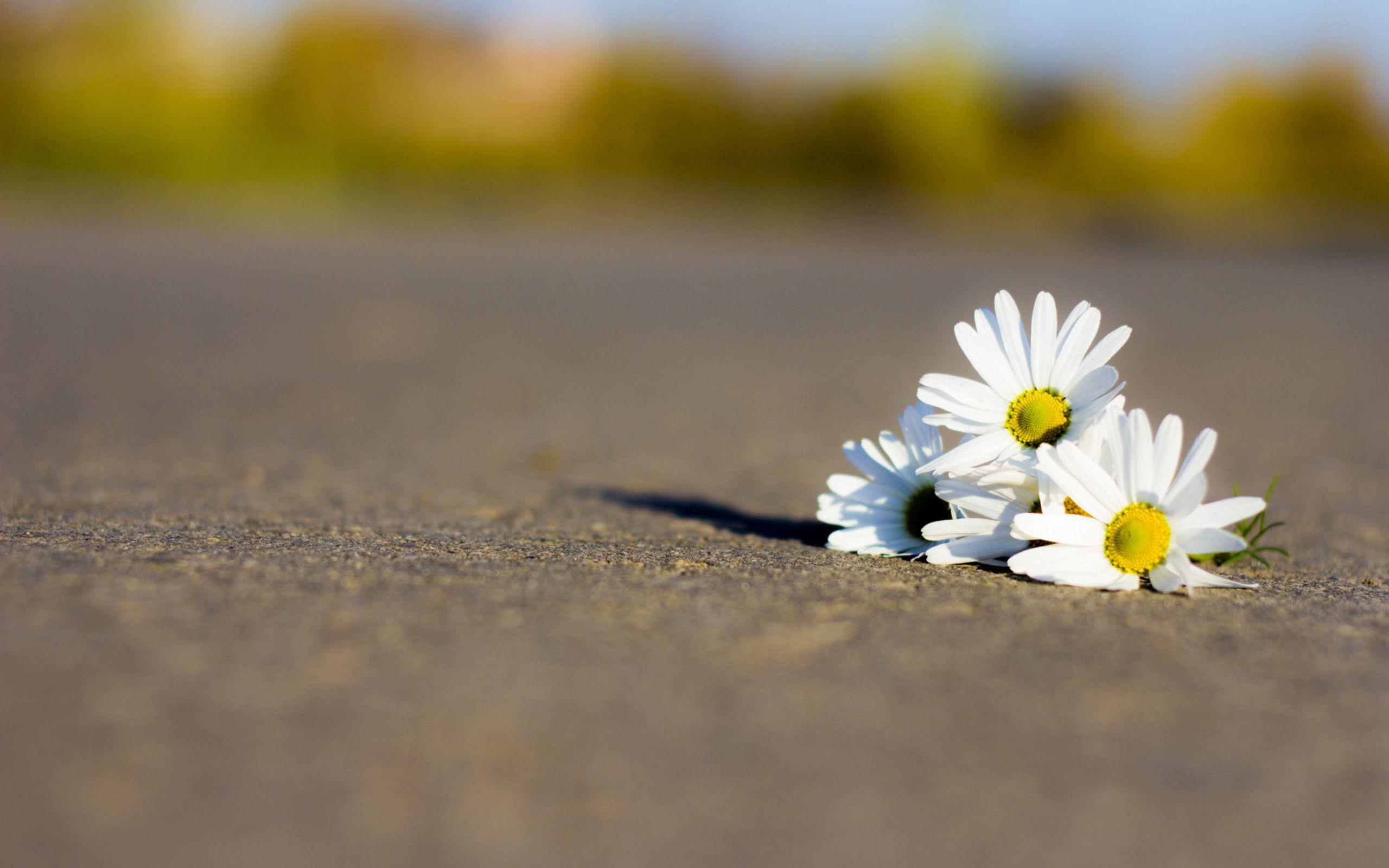 2560x1600 Download wallpaper 2560x1600 chamomile flowers, road, petals HD background