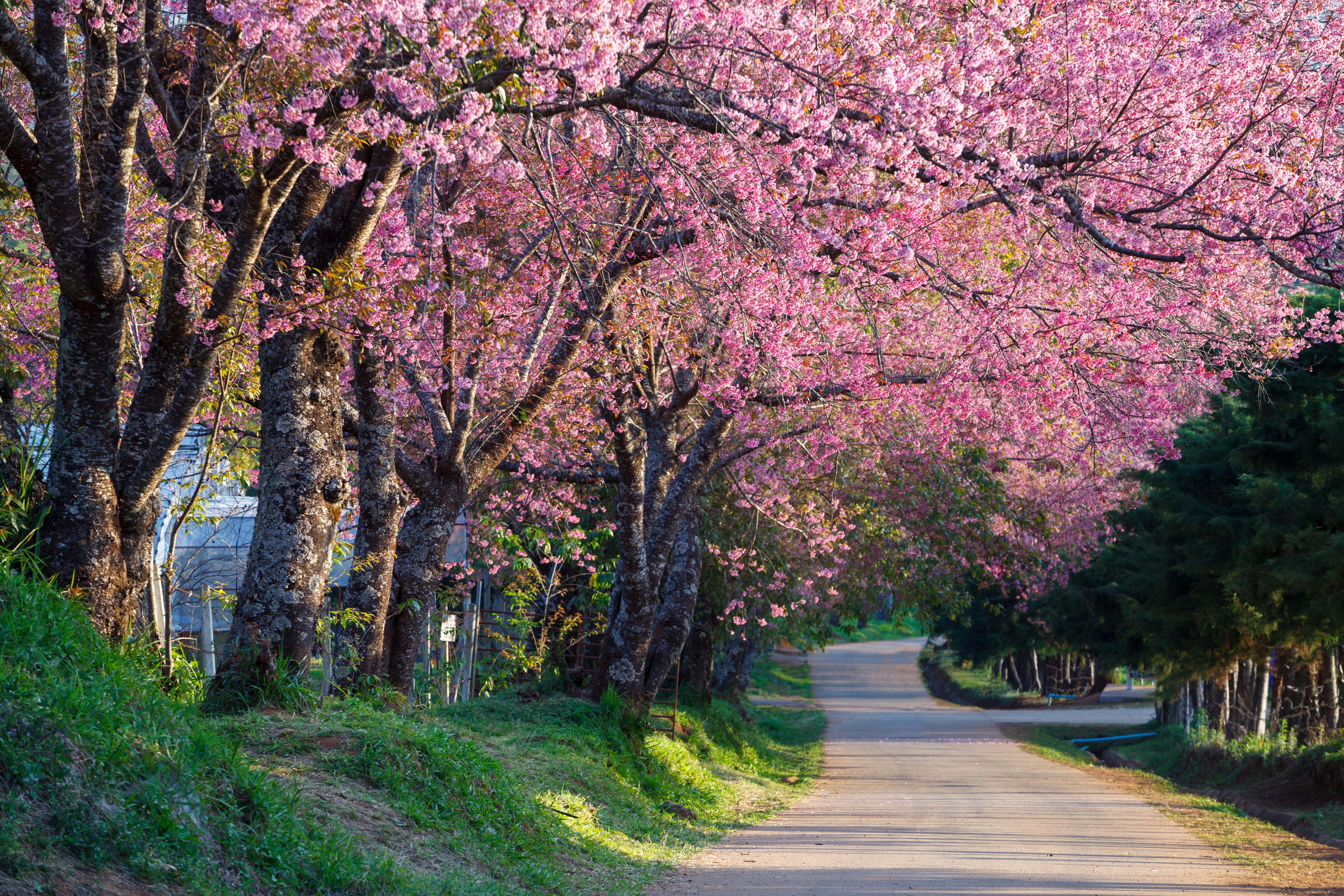5616x3744 Blossom Cherry Blossom Pink Flower Road Spring Tree Wallpaper:5616x3744