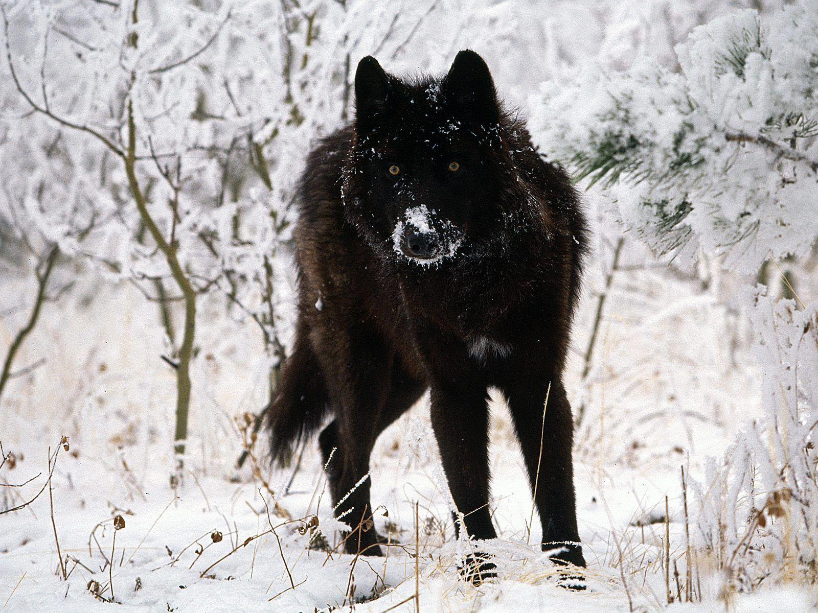 1600x1200 Titlewave image a lone wolf HD wallpaper and background photo