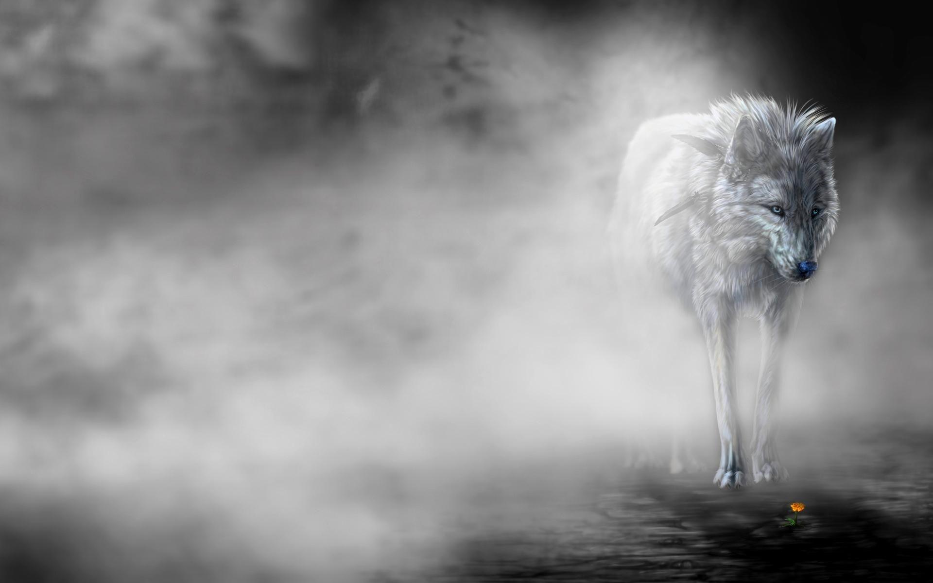 1920x1200 Mexican wolf Animals lobo lone solitude WOLF HD wallpaper. animals