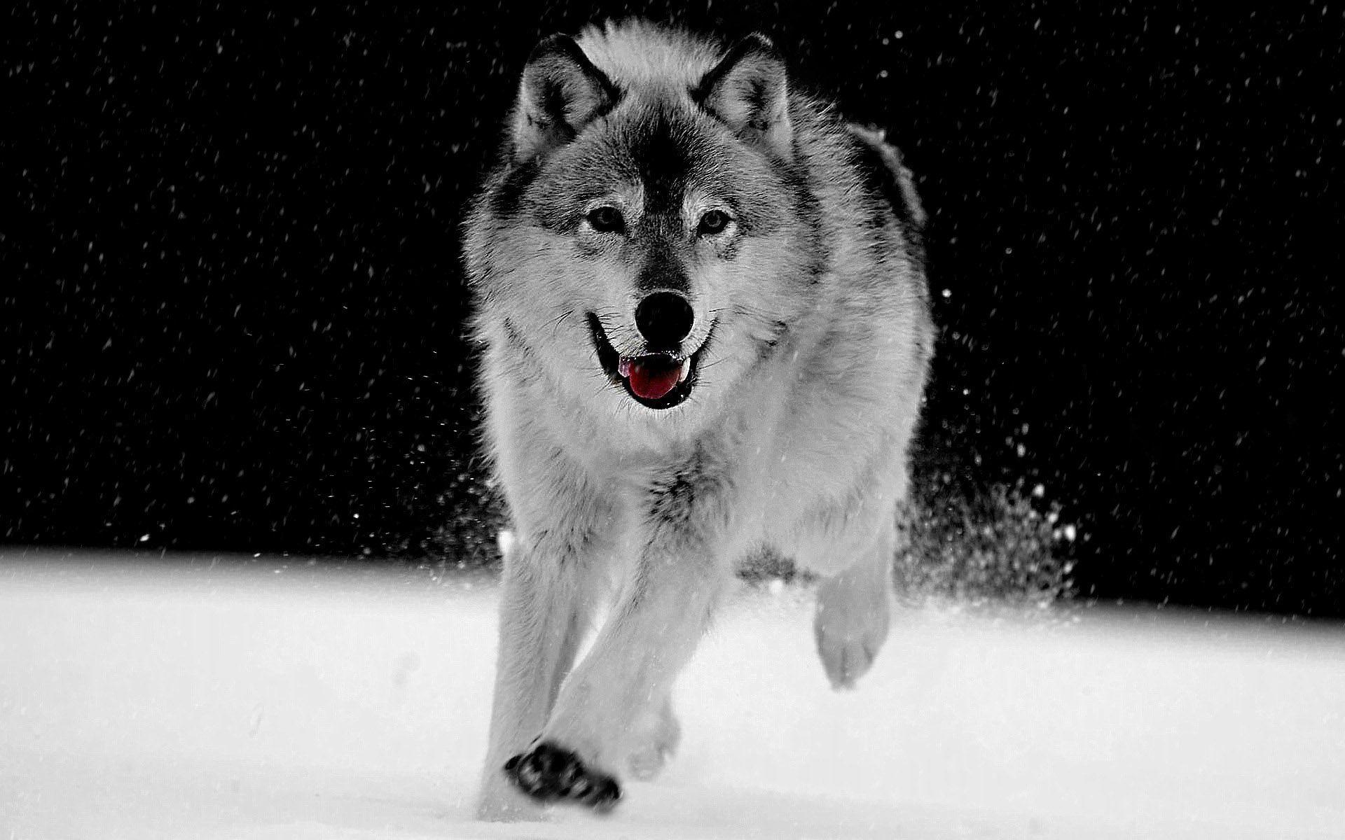 1920x1200 Wolf HD Wallpaper Free Download