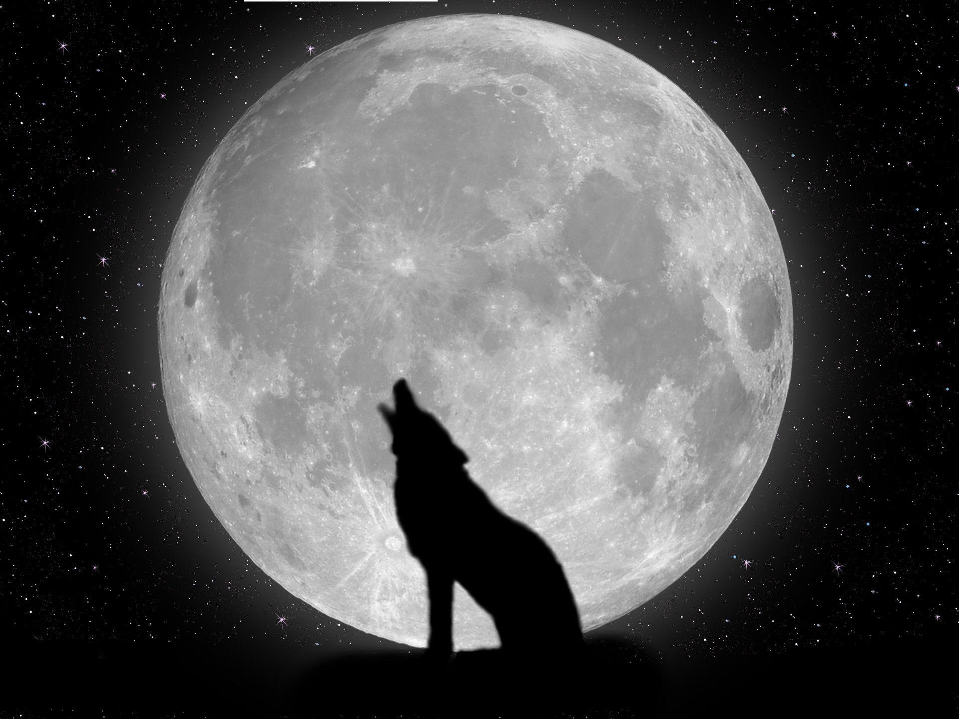 1920x1440 Wallpaper Of Wolf