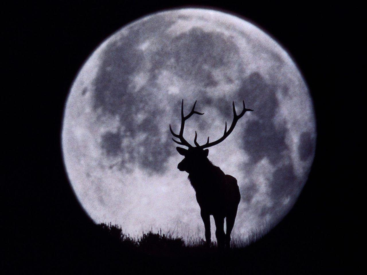 1280x960 Flora and Fauna image Lone Wolf? HD wallpaper and background photo