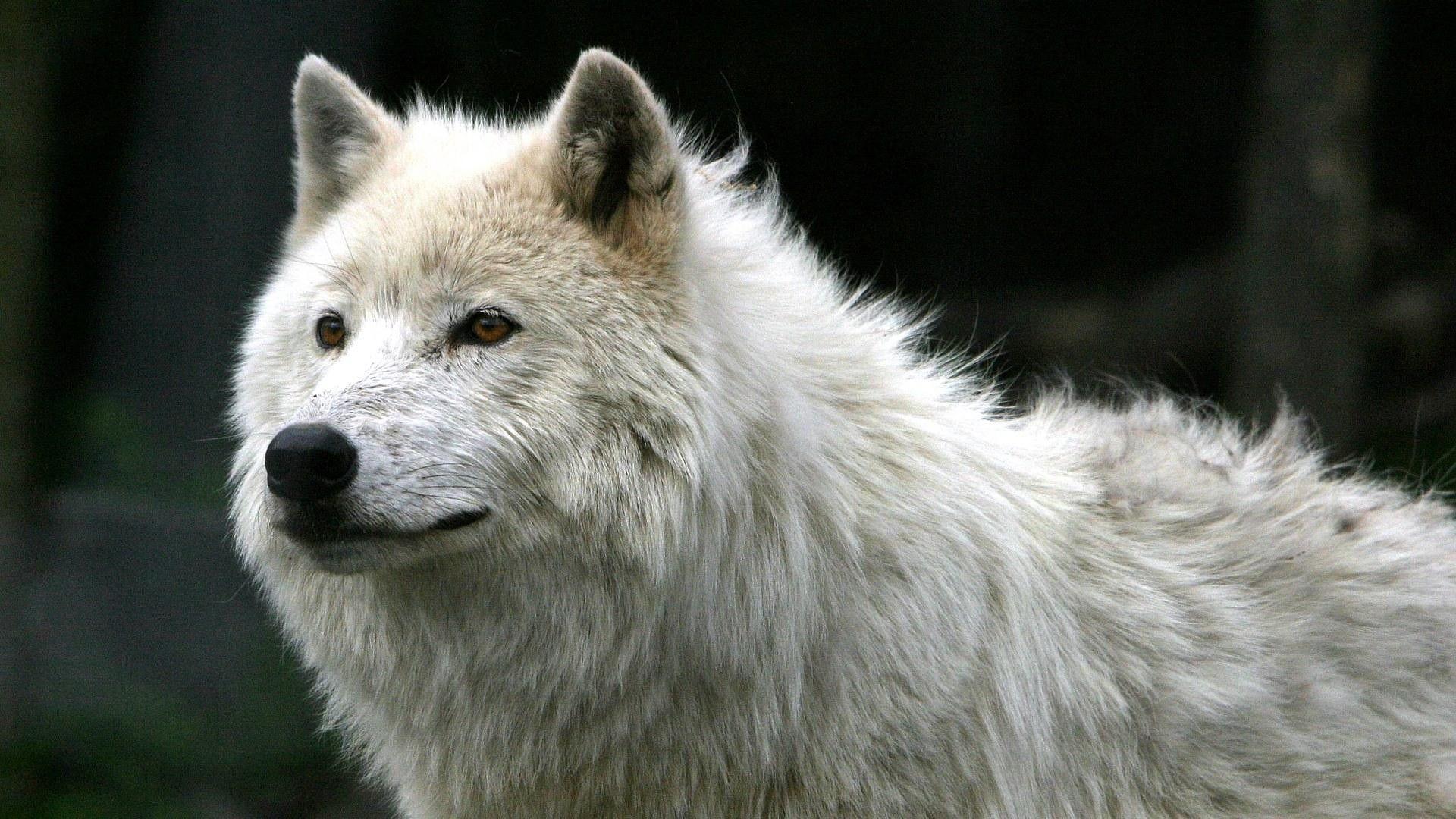 1920x1080 Lone Wolf Wallpaper background picture