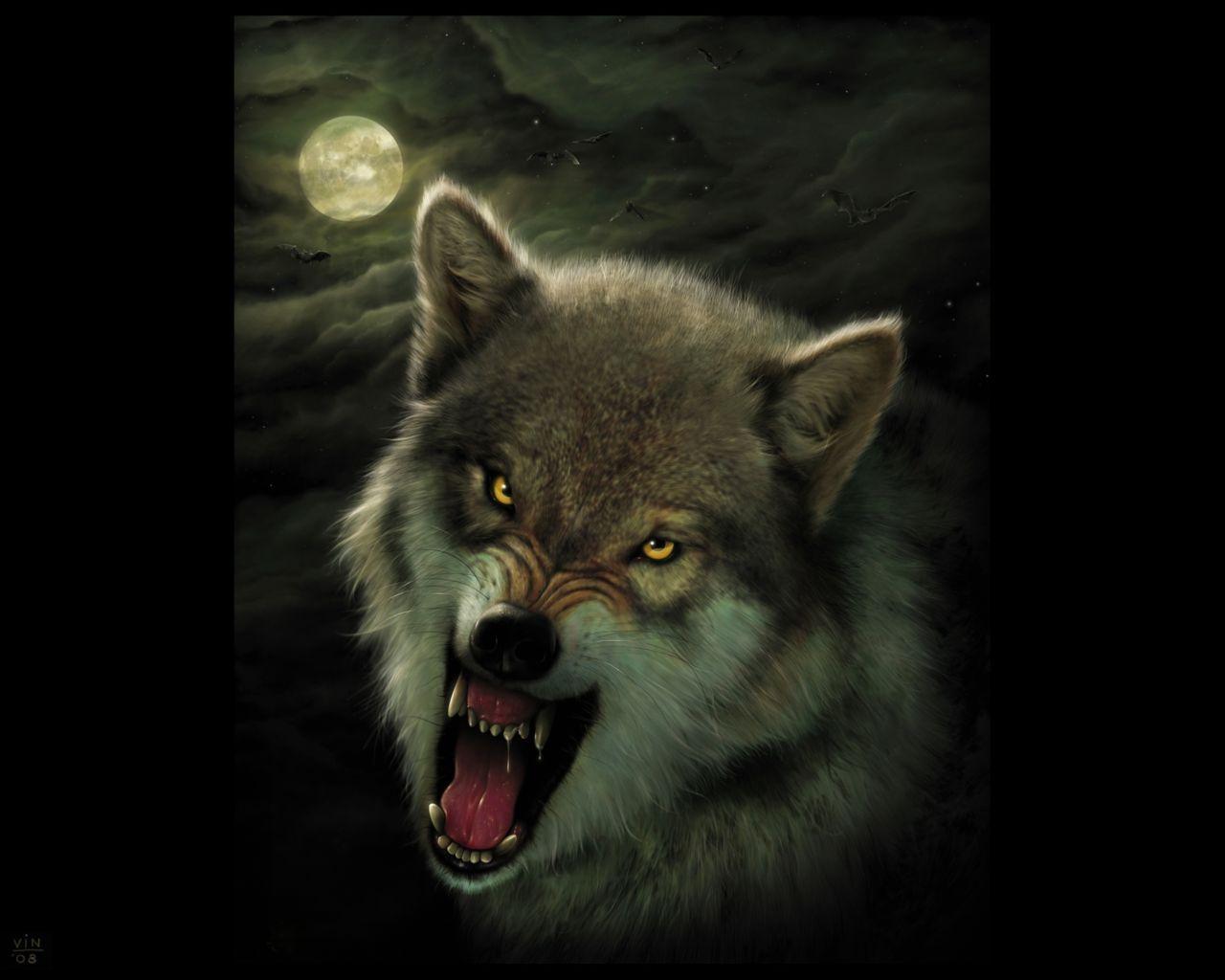 Angry Lone Wolf Wallpaper lone wolf hd wallpapers top free lone wolf hd Angry Lone Wolf Wallpaper lone wolf hd wallpapers top free lone wolf hd