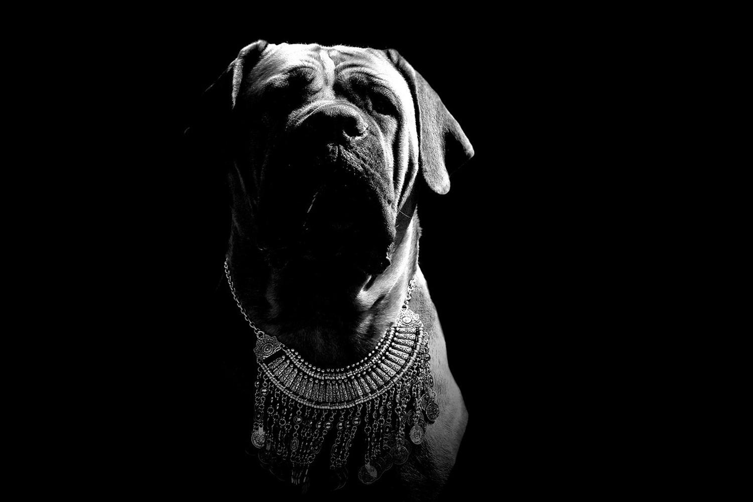1500x1000 Photo Wallpaper The Boerboel sw. Order now!!
