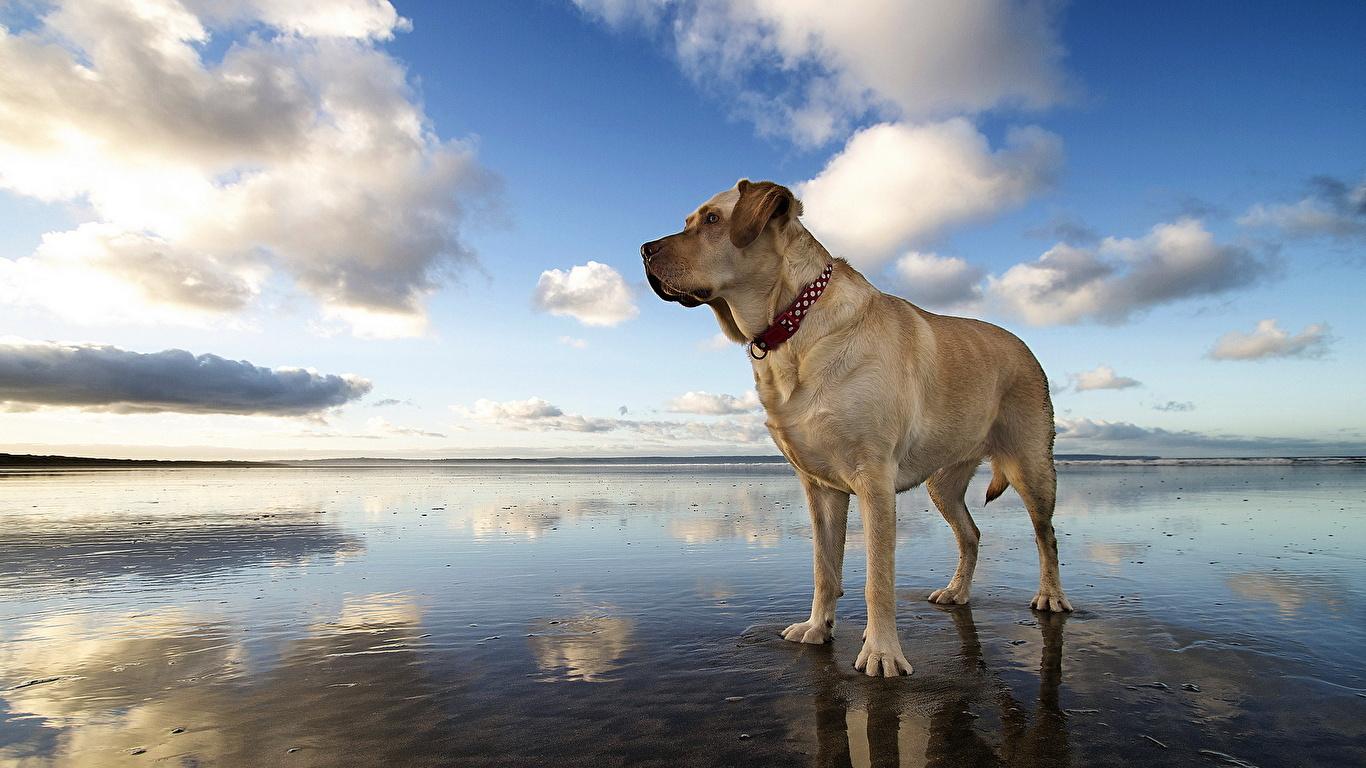 1366x768 Photos Dogs Boerboel Sky Clouds animal 1366x768
