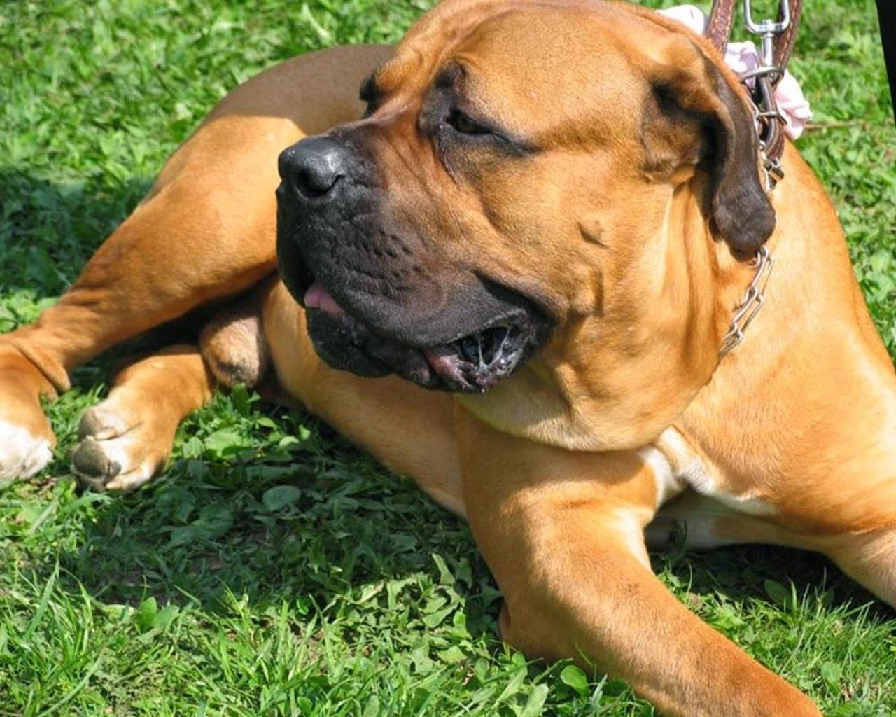 1280x1024 Boerboel Wallpaper pour Androidéléchargez l'APK