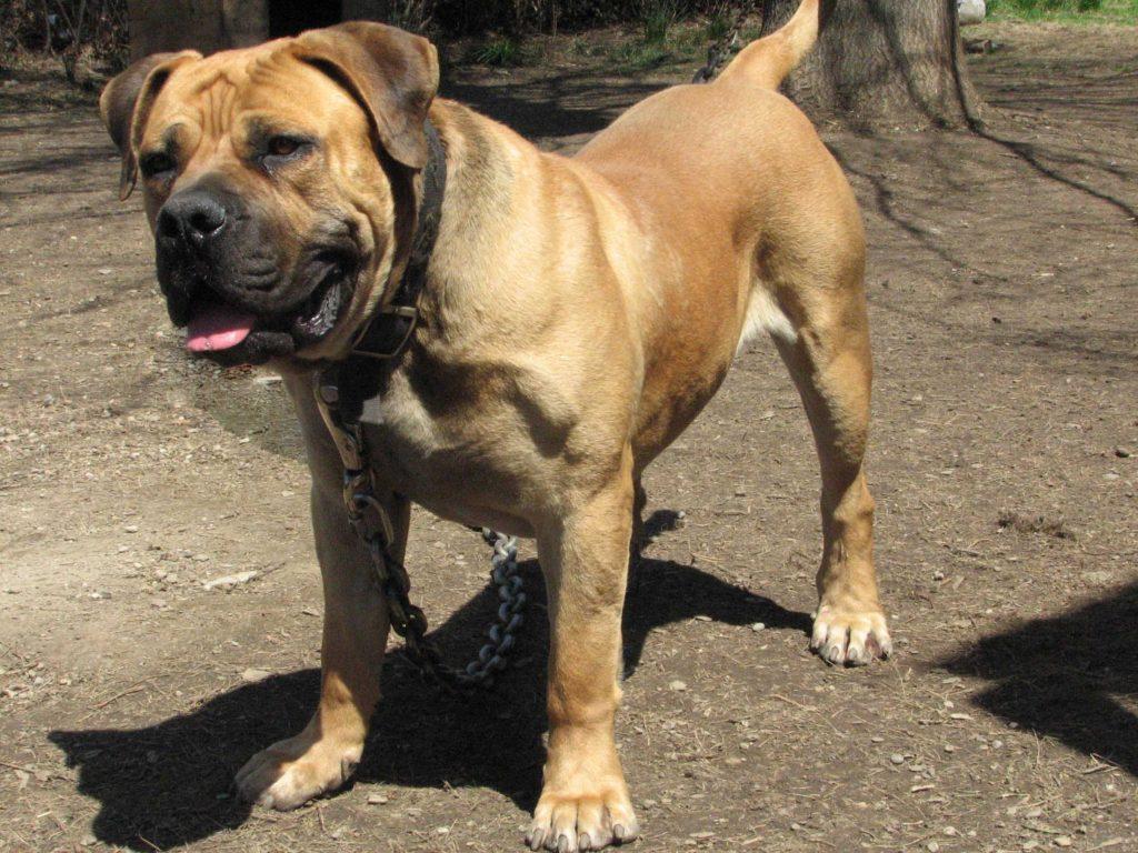 1024x768 The Biggest African Boerboels?