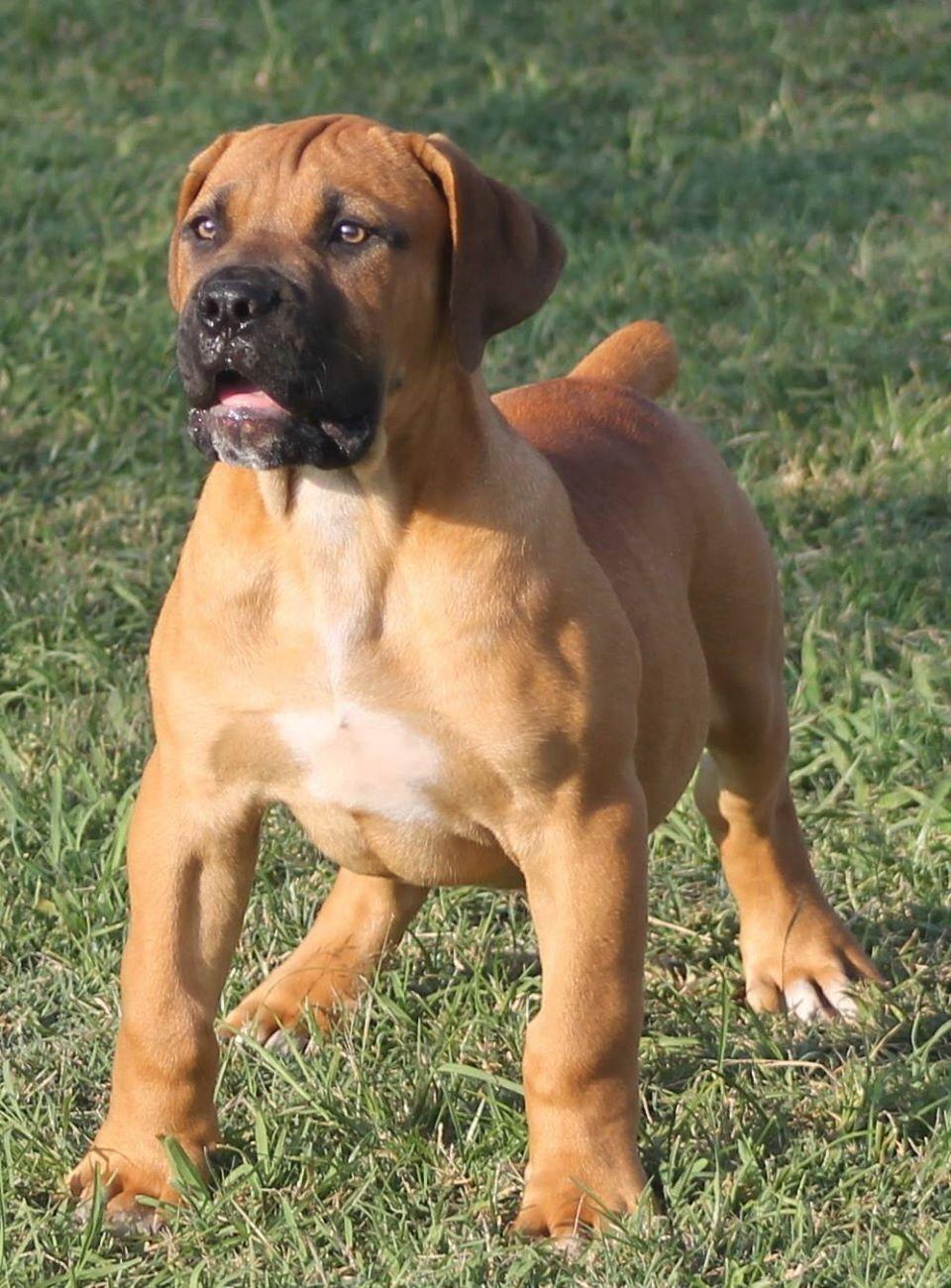 960x1300 Boerboel and misc dog stuff I like. Dog breeds, Boerboel, Bully dog