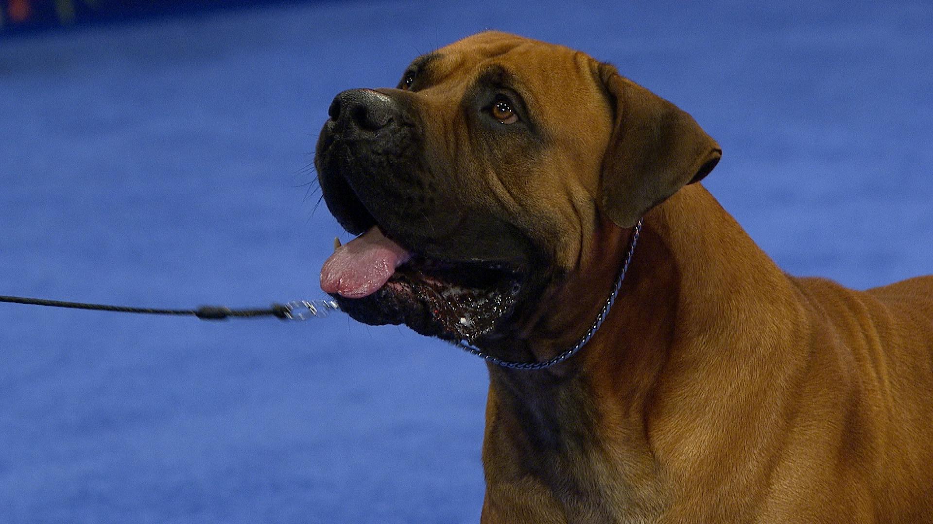 1920x1080 Boerboel, 2018 National Dog Show, Working Group