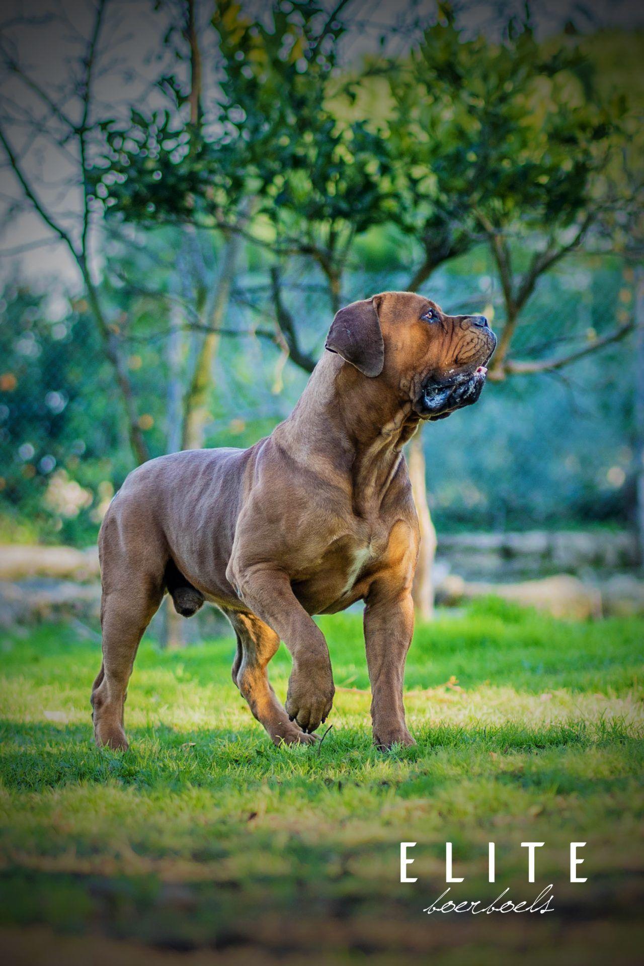 1280x1920 BEST BREEDERS IN THE WORLD. SOUTH AFRICAN BOERBOEL MASTIFF KENNEL Boerboels South African Mas. African boerboel, South african mastiff, Mastiff breeds