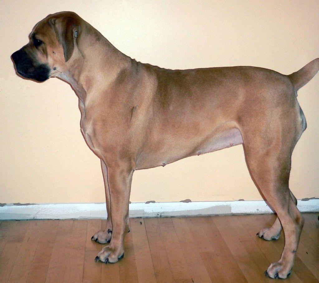 1024x908 Boerboel Wallpaper