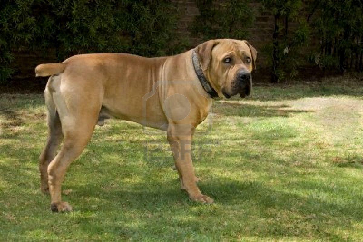 1200x801 Boerboel Wallpaper HD Download