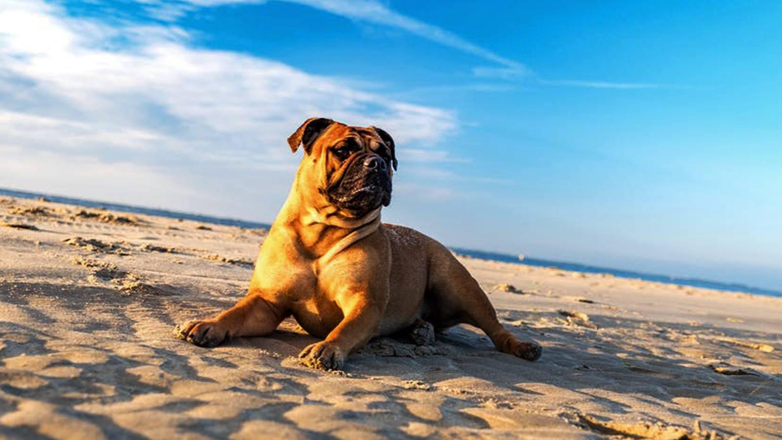 1600x900 Boerboel Dog Breed, Characteristics, Picture