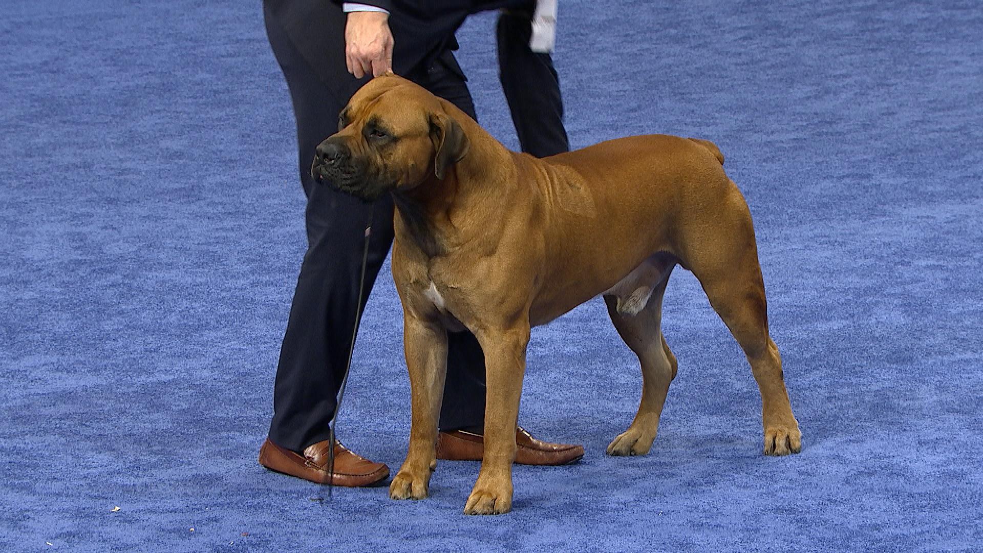 1920x1080 Boerboel, 2019 National Dog Show, Working Group