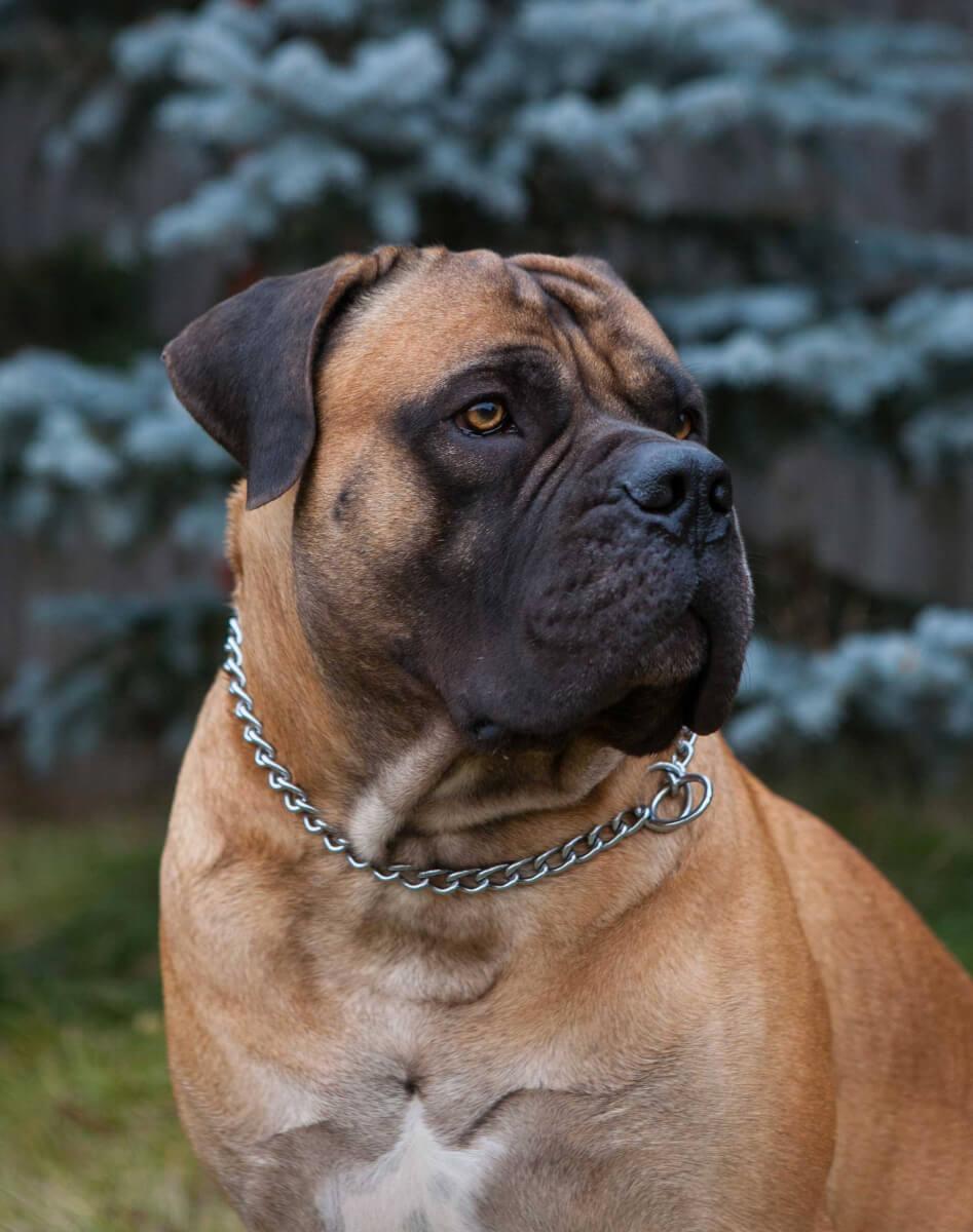 947x1200 Boerboel Dog Breed Everything About Boerboels