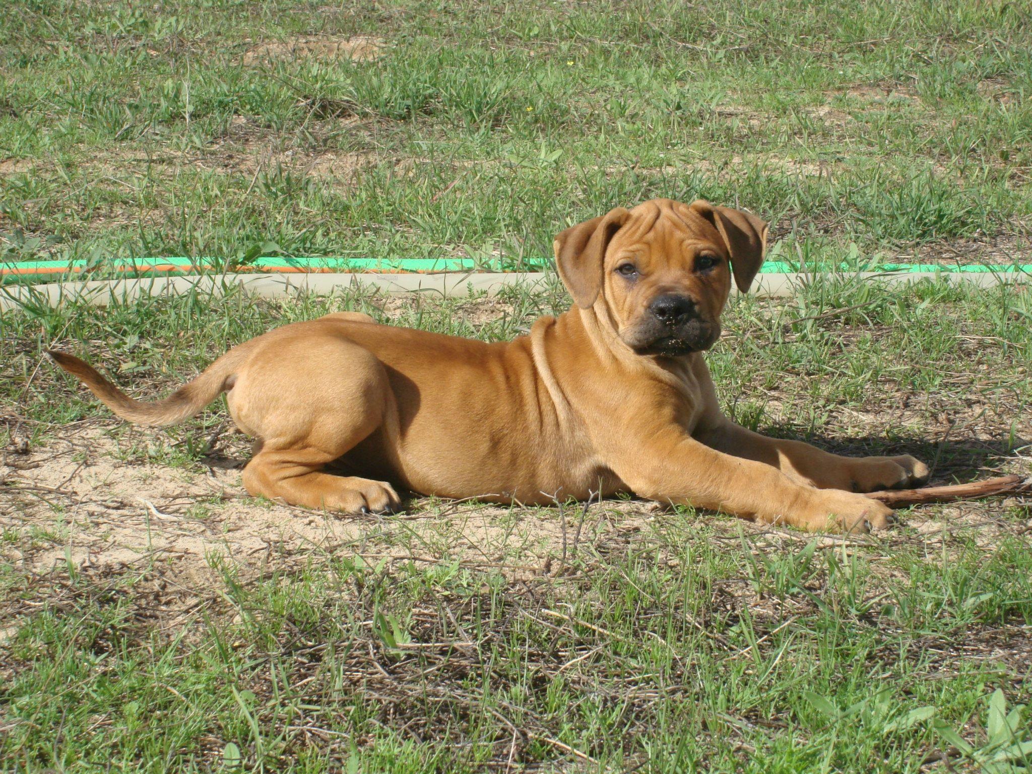2048x1536 My new favorite Boerboel