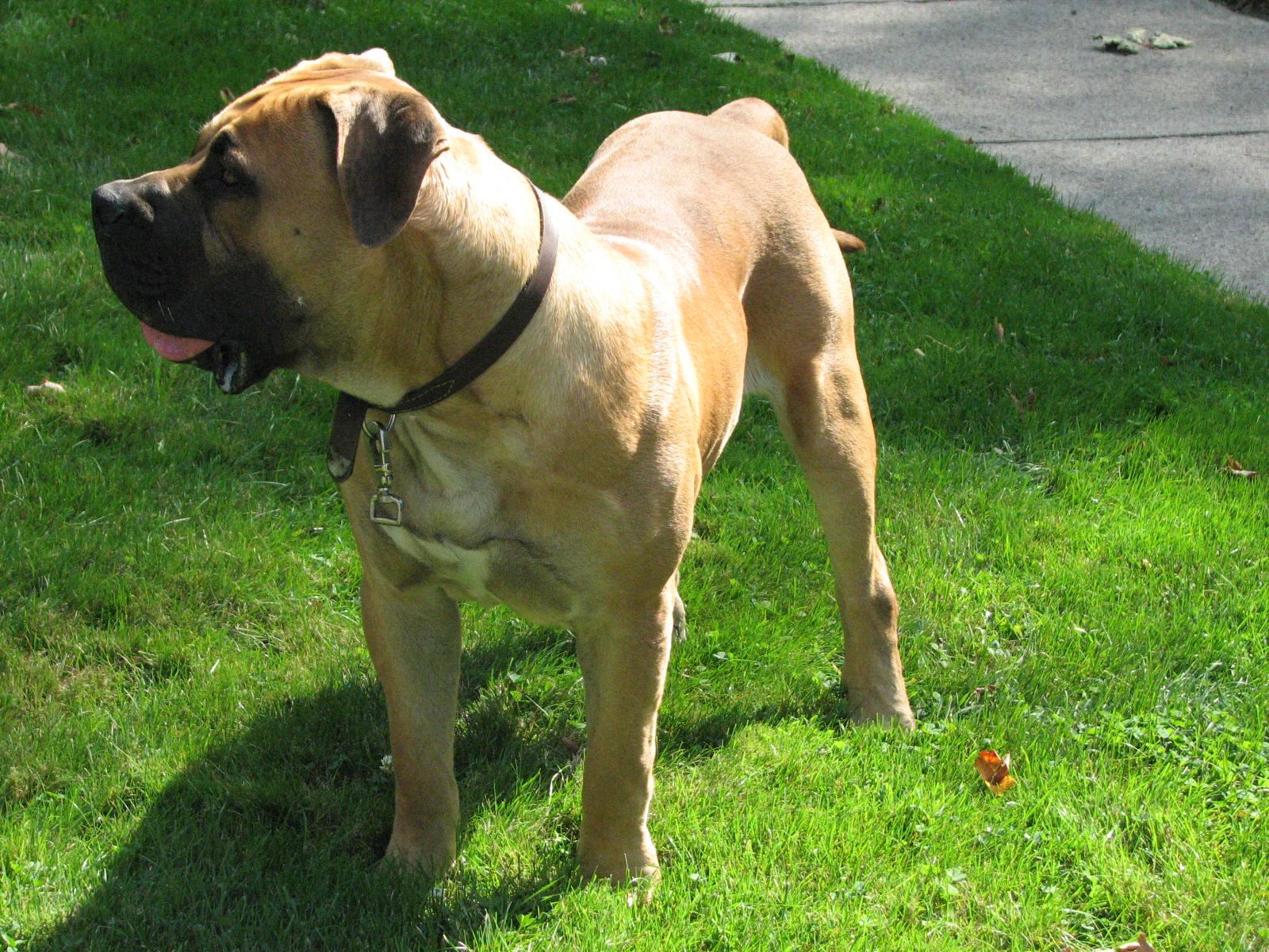 1600x1200 What to feed an African Boerboel for best muscle and fitness