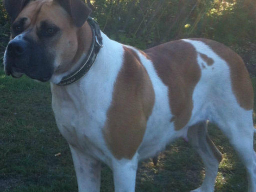 1024x768 Boerboel Colors: Guide to Desirable and Disqualified Colors Homemade Dog Treats