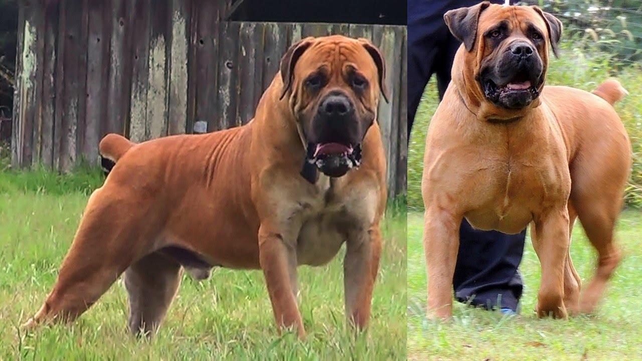 1280x720 Boerboel, General Characteristics, Color, Fur, Temperament, Care, Education and Training