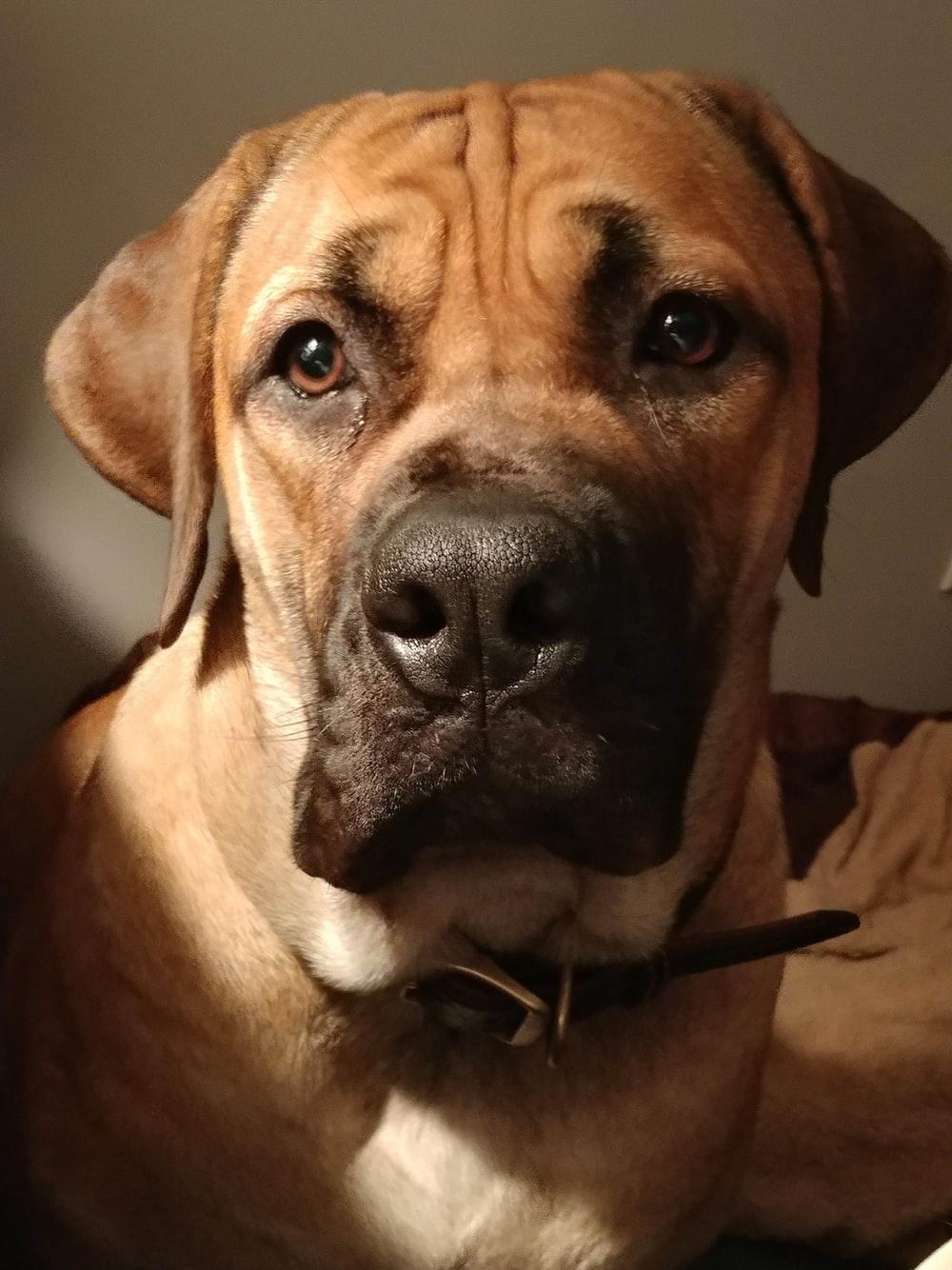 1000x1334 brown short coated dog with black collar photo