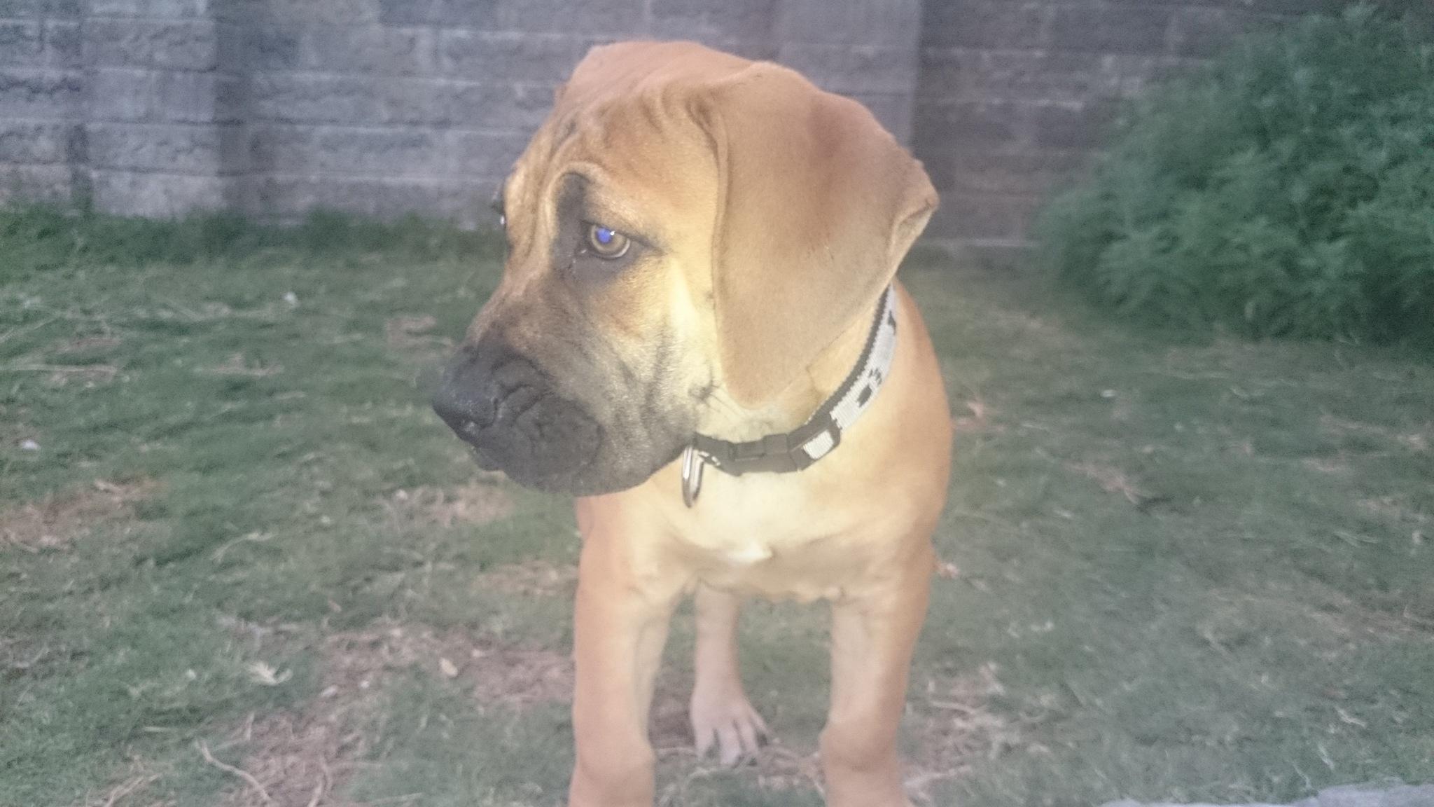 2048x1152 boerboel on Tumblr