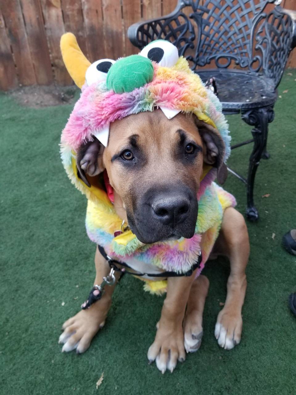 960x1280 Odie wallpaper