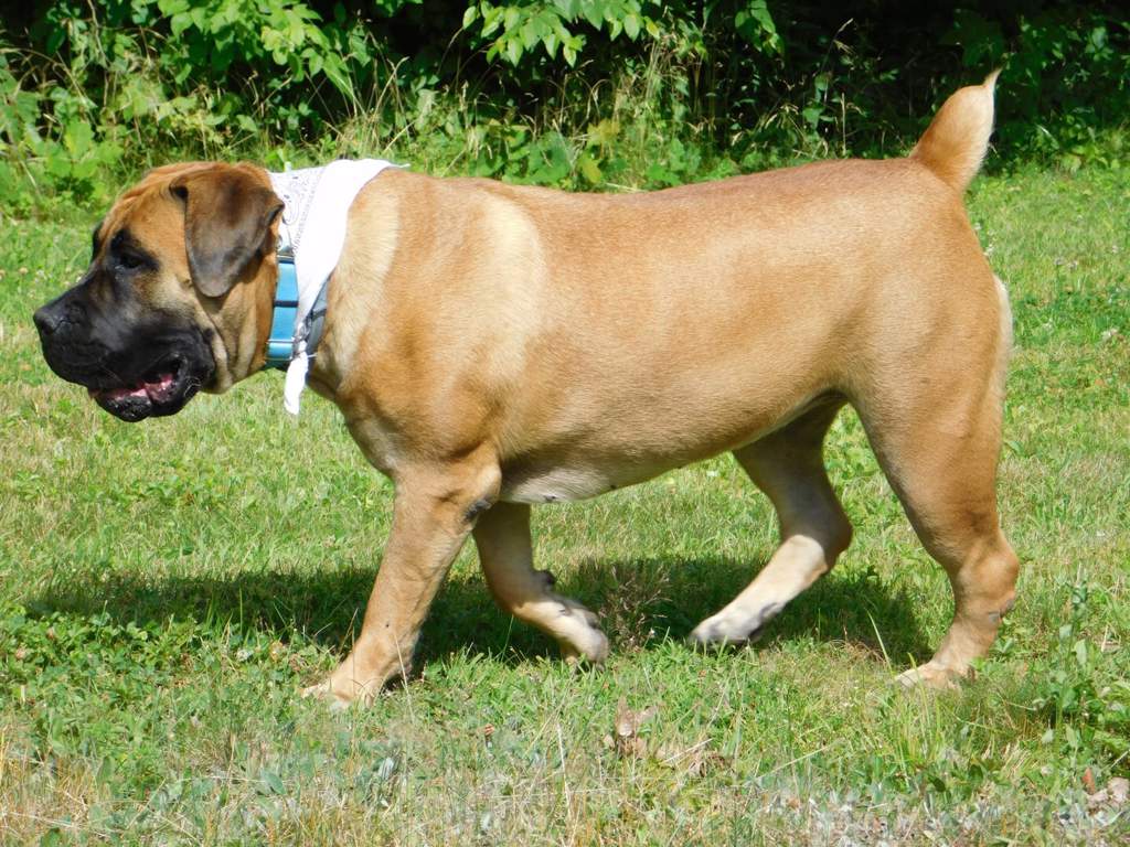 1024x768 The History Of The Boerboel