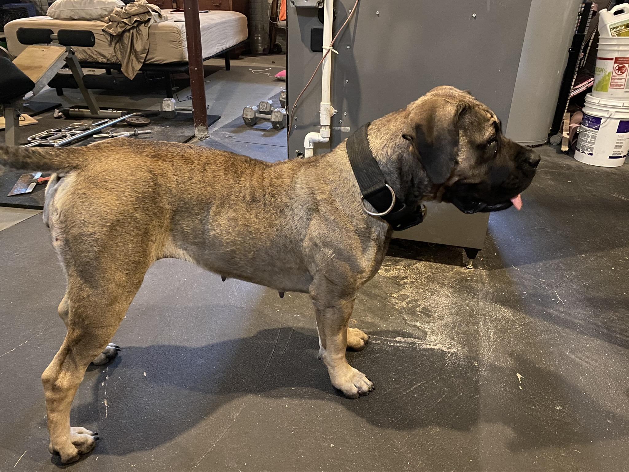 2048x1536 Female African Boerboels