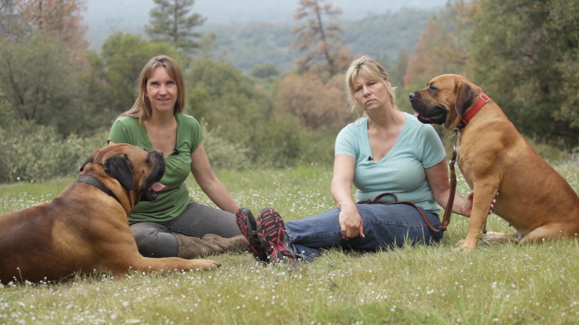 1920x1080 Watch Clip: THE MAJESTIC BOERBOEL BRED TO BATTLE WITS WITH LIONS