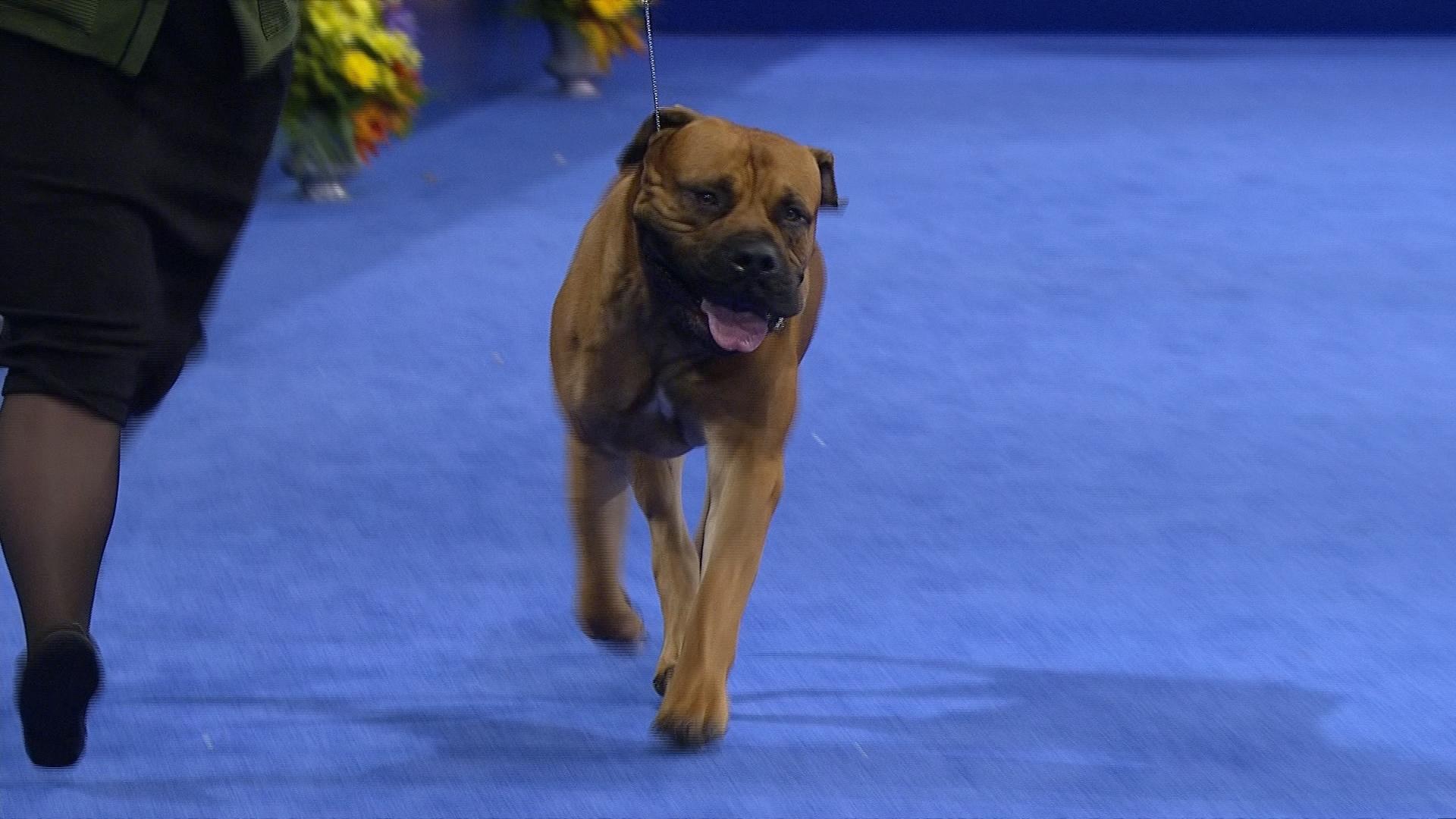1920x1080 National Dog Show Boerboel, Working Group