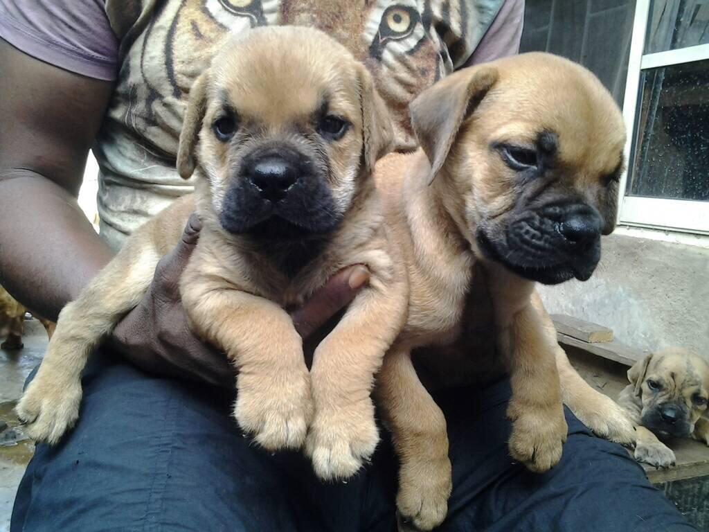 1024x768 Pet Colony Nigeria