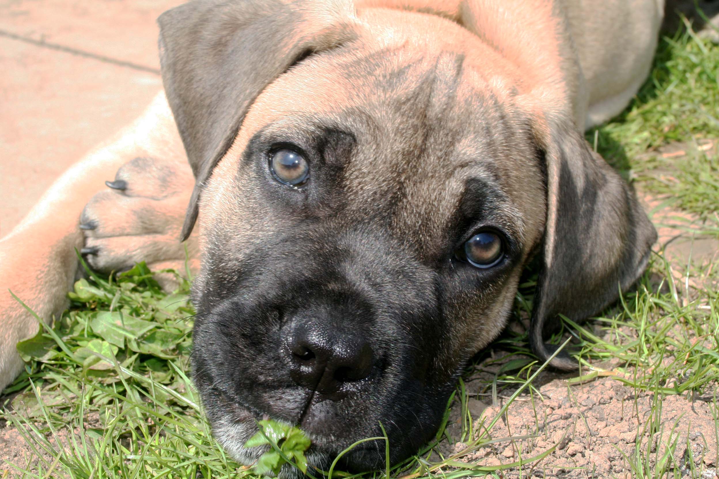 2496x1664 The Best 28 Brindle Boerboel Pitbull Mix