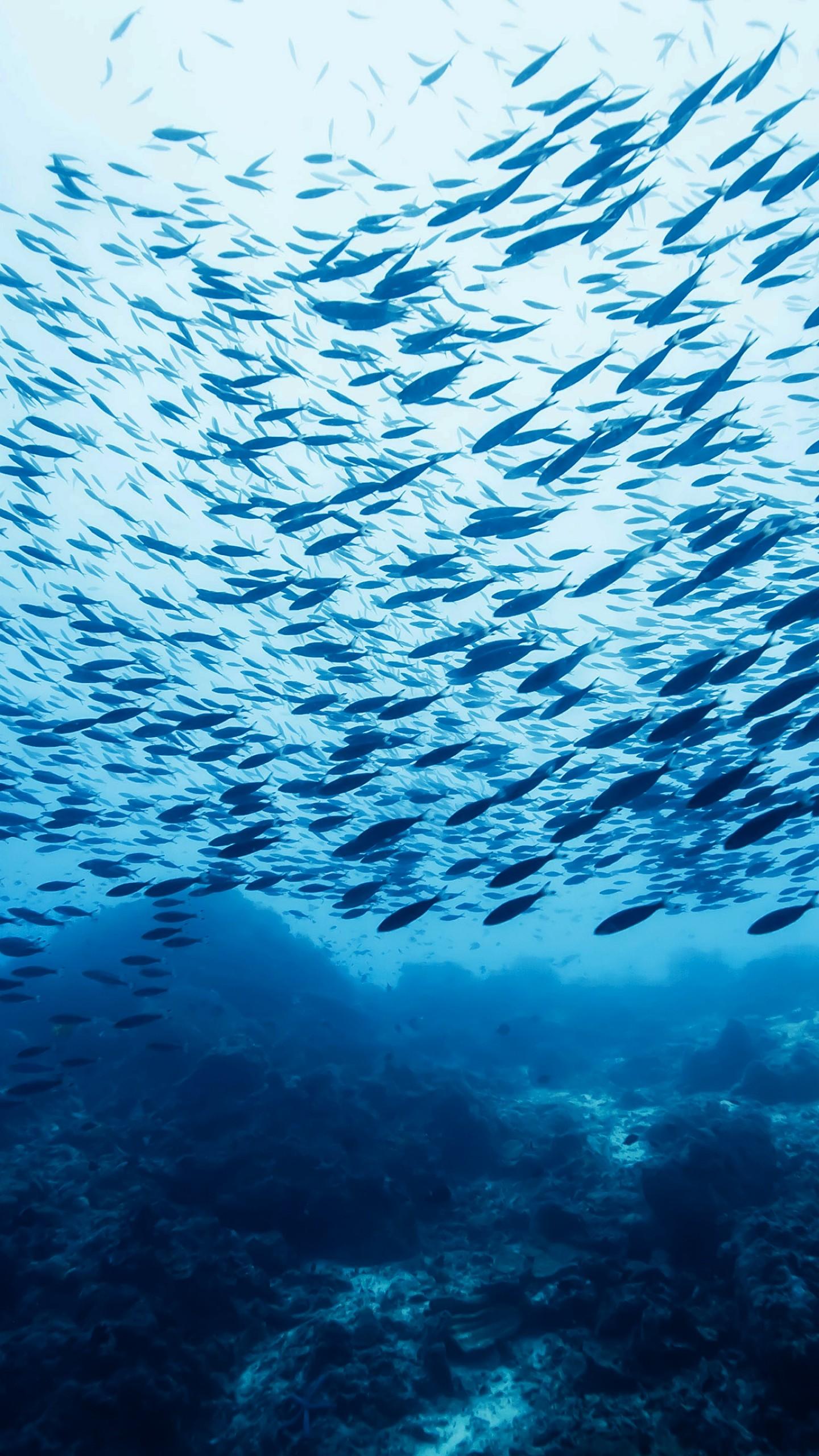 1440x2560 Wallpaper Fish school, Castle Rock, Ocean, Pacific, Atlantic, Indian, water, blue, bottom, underwater, diving, tourism, World's best diving sites, Animals