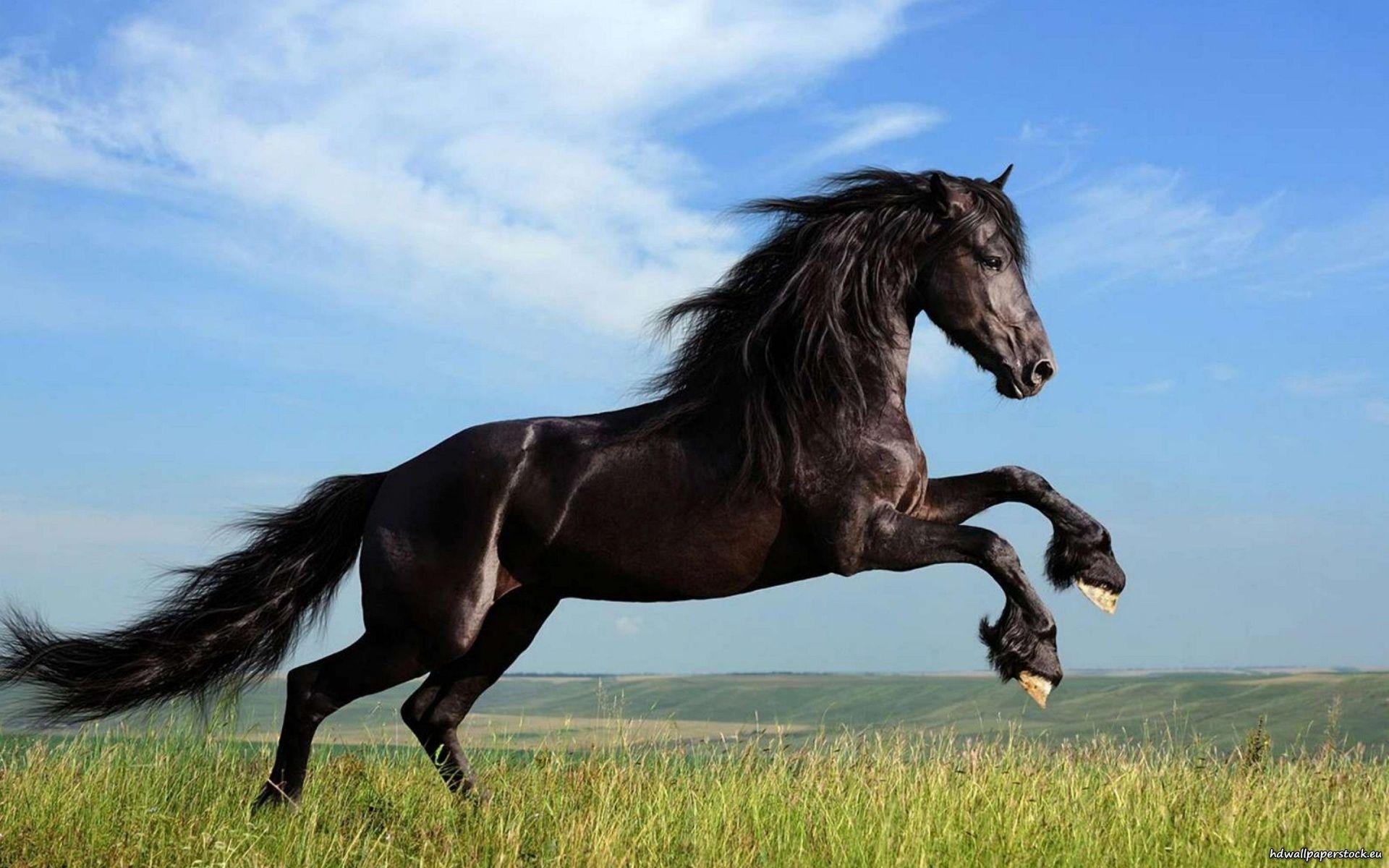 1920x1200 Running Black Horse HD Wallpaper Download