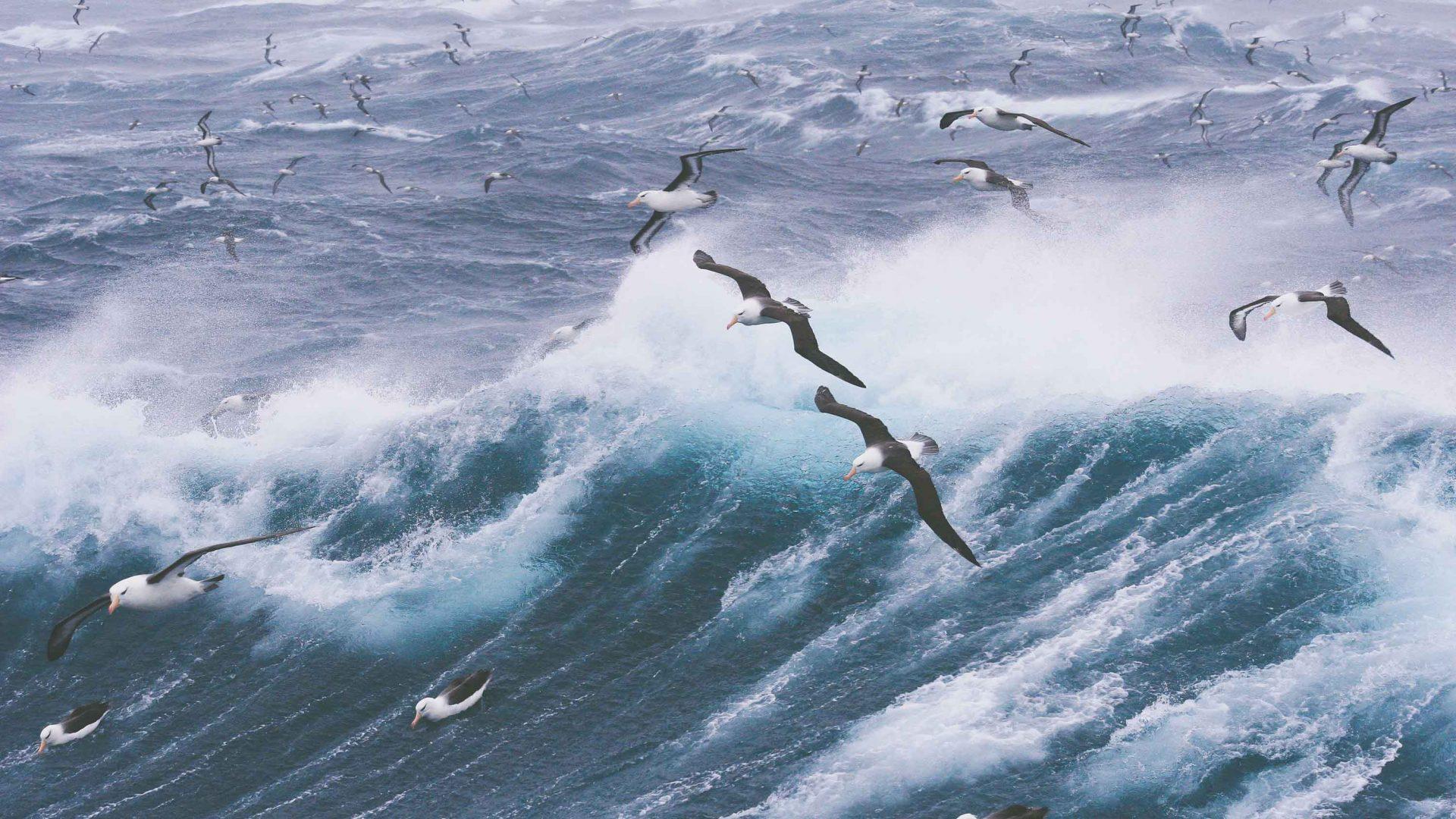 1920x1080 War to wildlife: Why you should visit the Falkland Islands