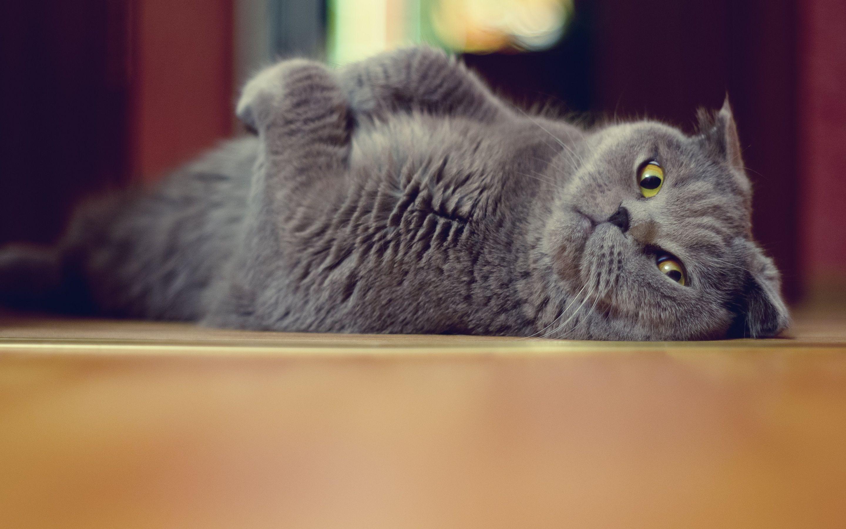 2880x1800 Cute Gray Kitty Wallpaper