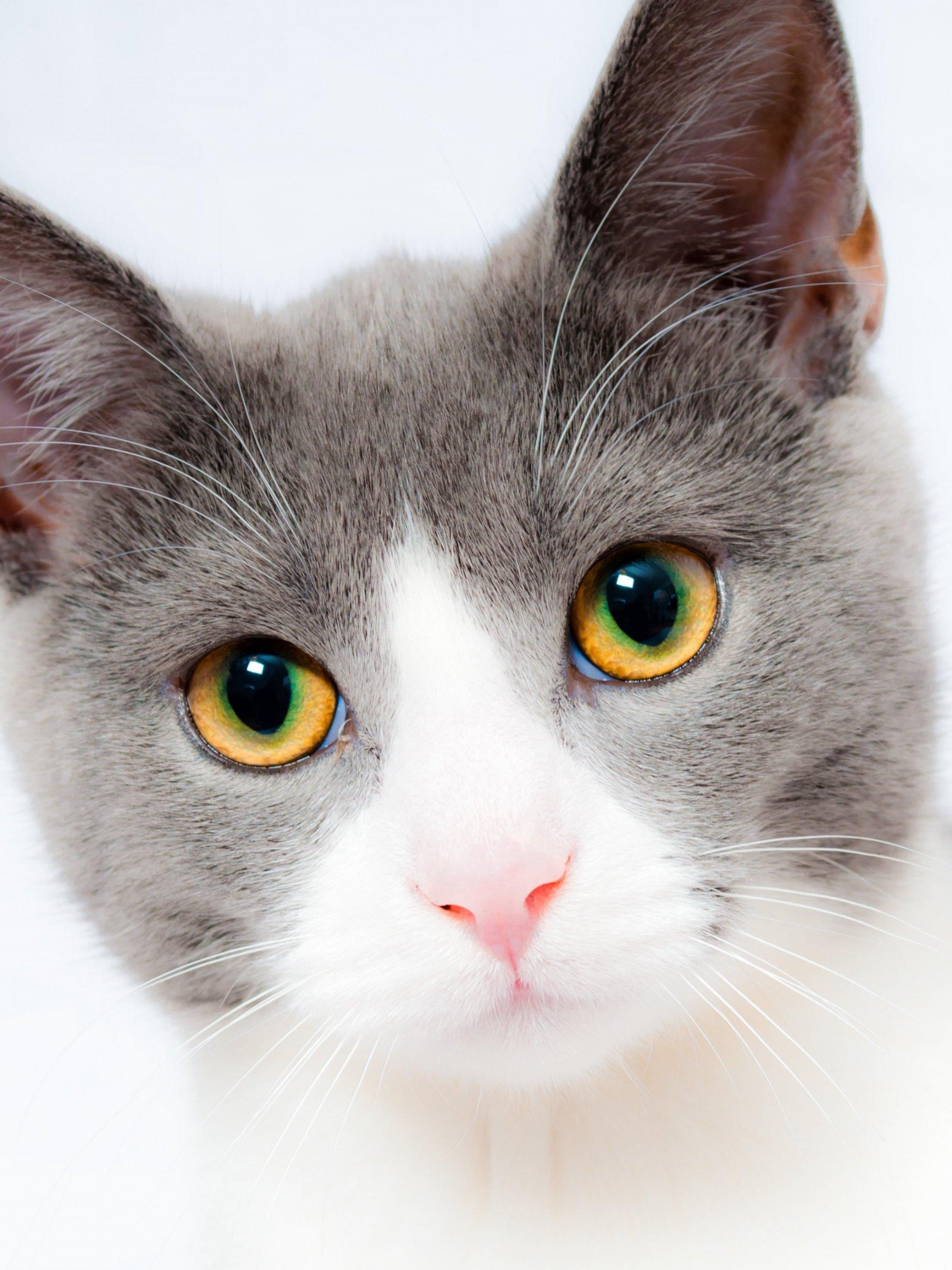 Cute Gray Cats Wallpapers Top Free Cute Gray Cats Backgrounds