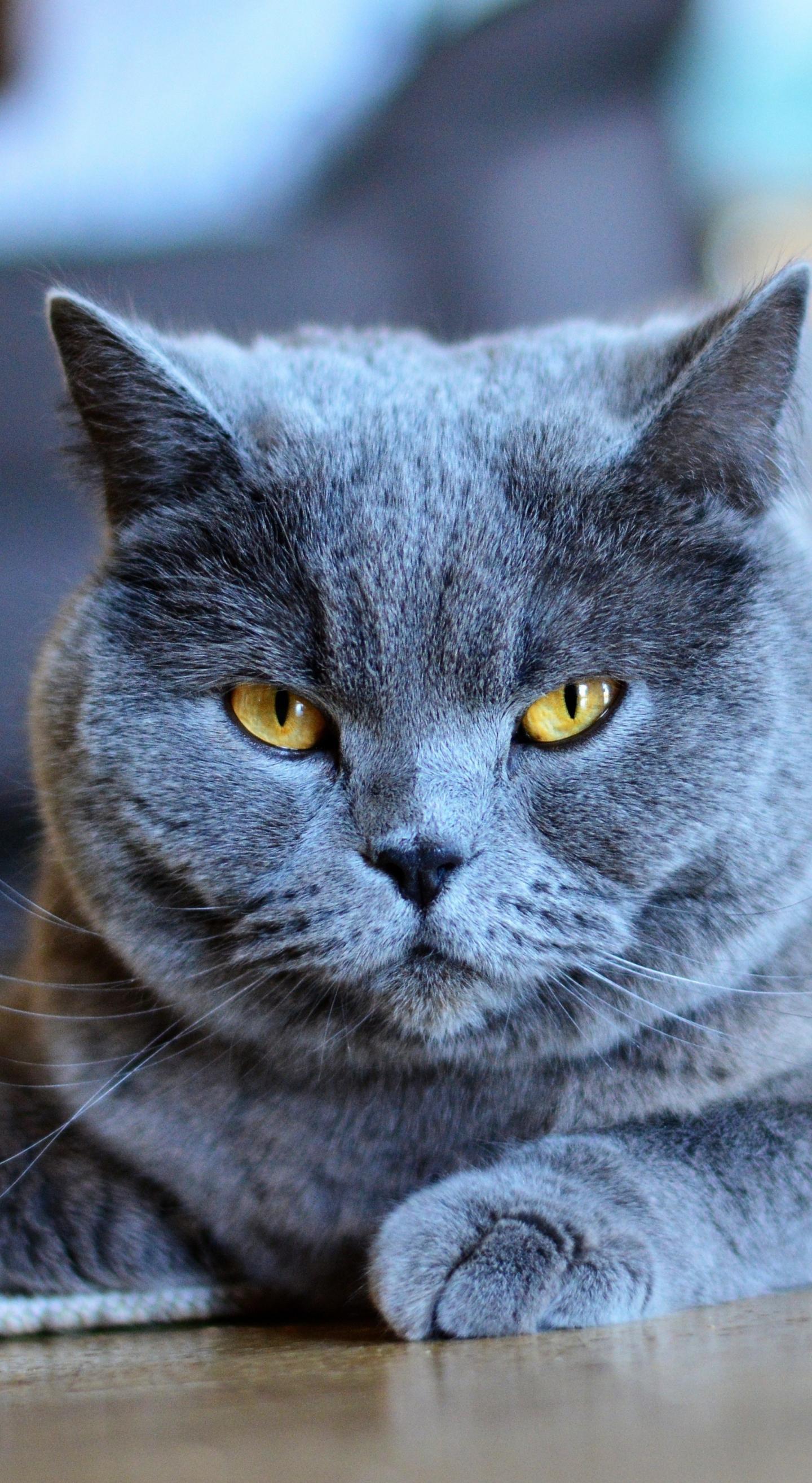 Grey Cat Wallpapers Top Free Grey Cat Backgrounds WallpaperAccess