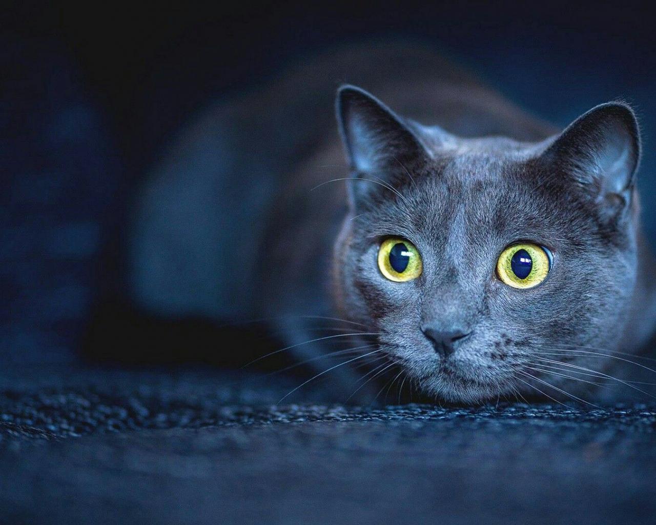 1280x1024 Free download 40 Grey Cat Wallpaper Download [1920x1080] for your Desktop, Mobile & Tablet. Explore Korat Wallpaper. Korat Wallpaper