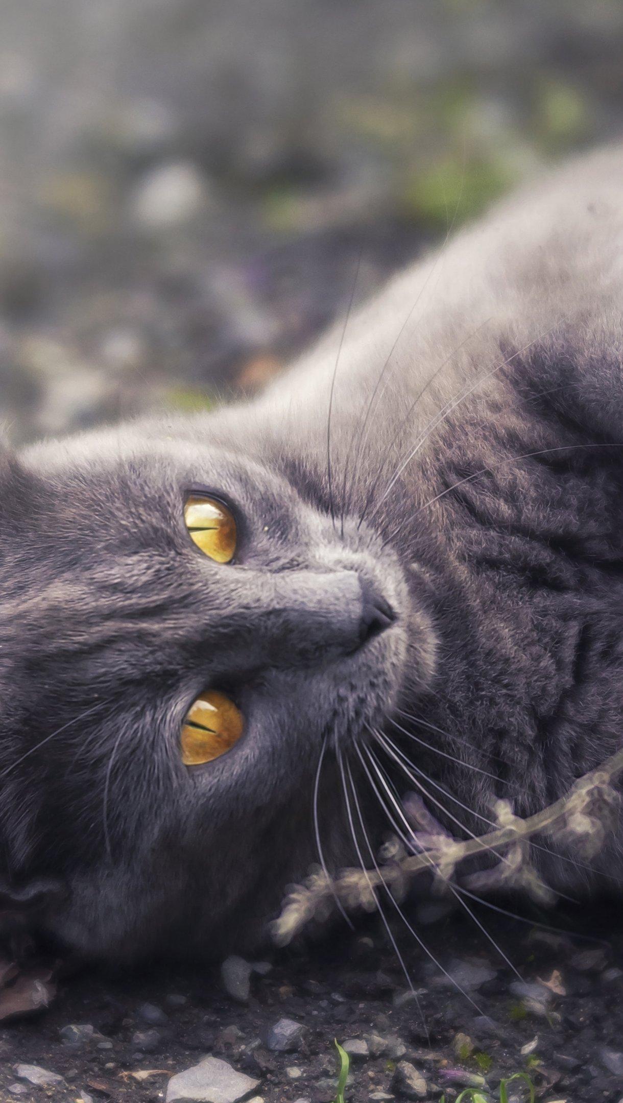 Grey Cat Wallpapers Top Free Grey Cat Backgrounds WallpaperAccess