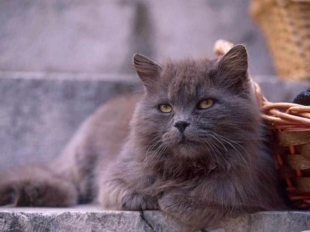 1024x768 Grey Persian Cat Wallpaper Persian Cat Breed HD Wallpaper