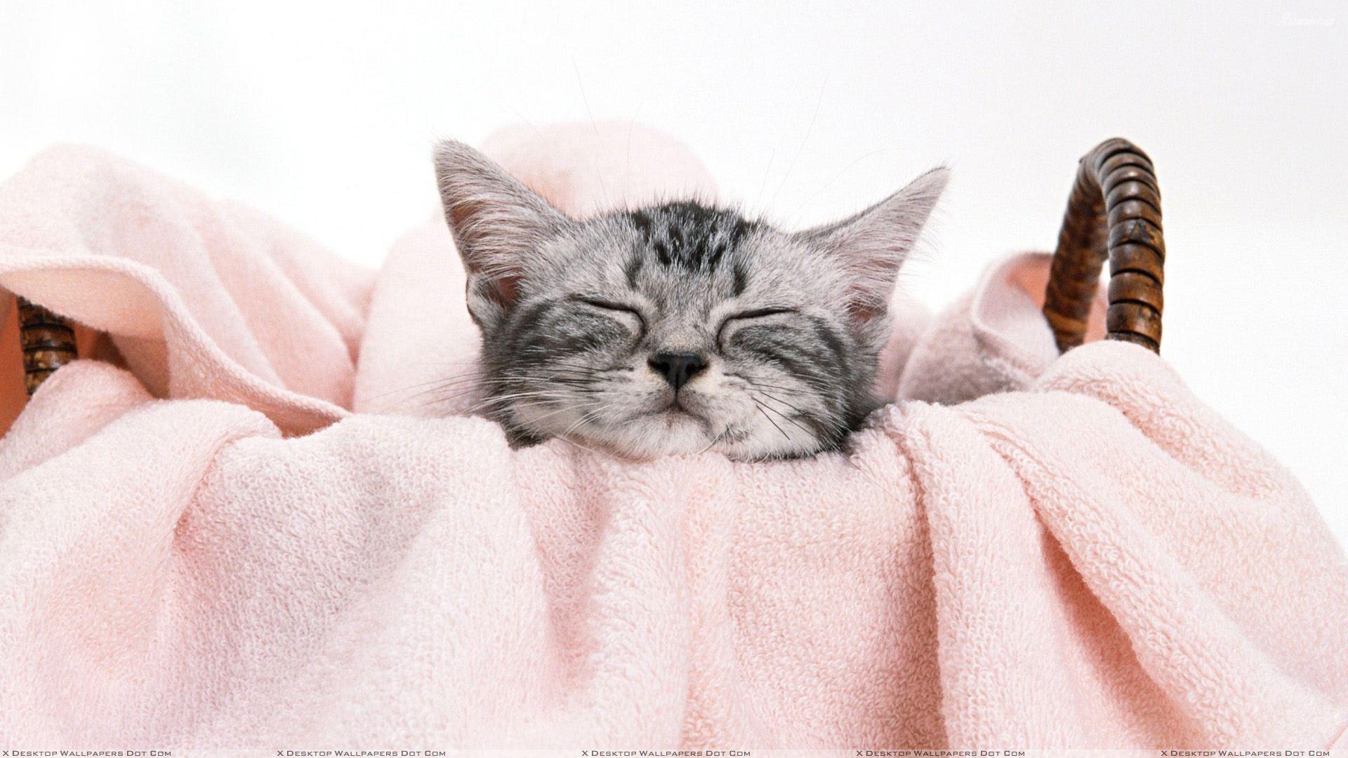 1920x1080 Little Grey Cat Sleeping In Basket Wallpaper