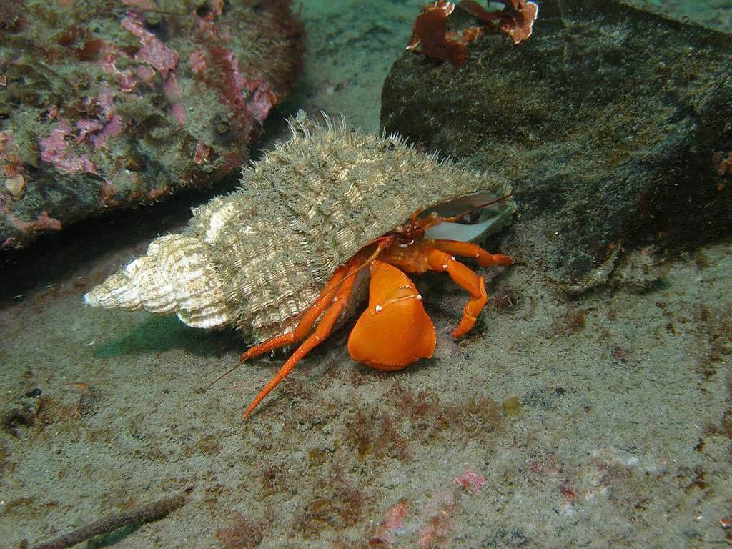 1024x768 Free Hermit Crab Wallpaper