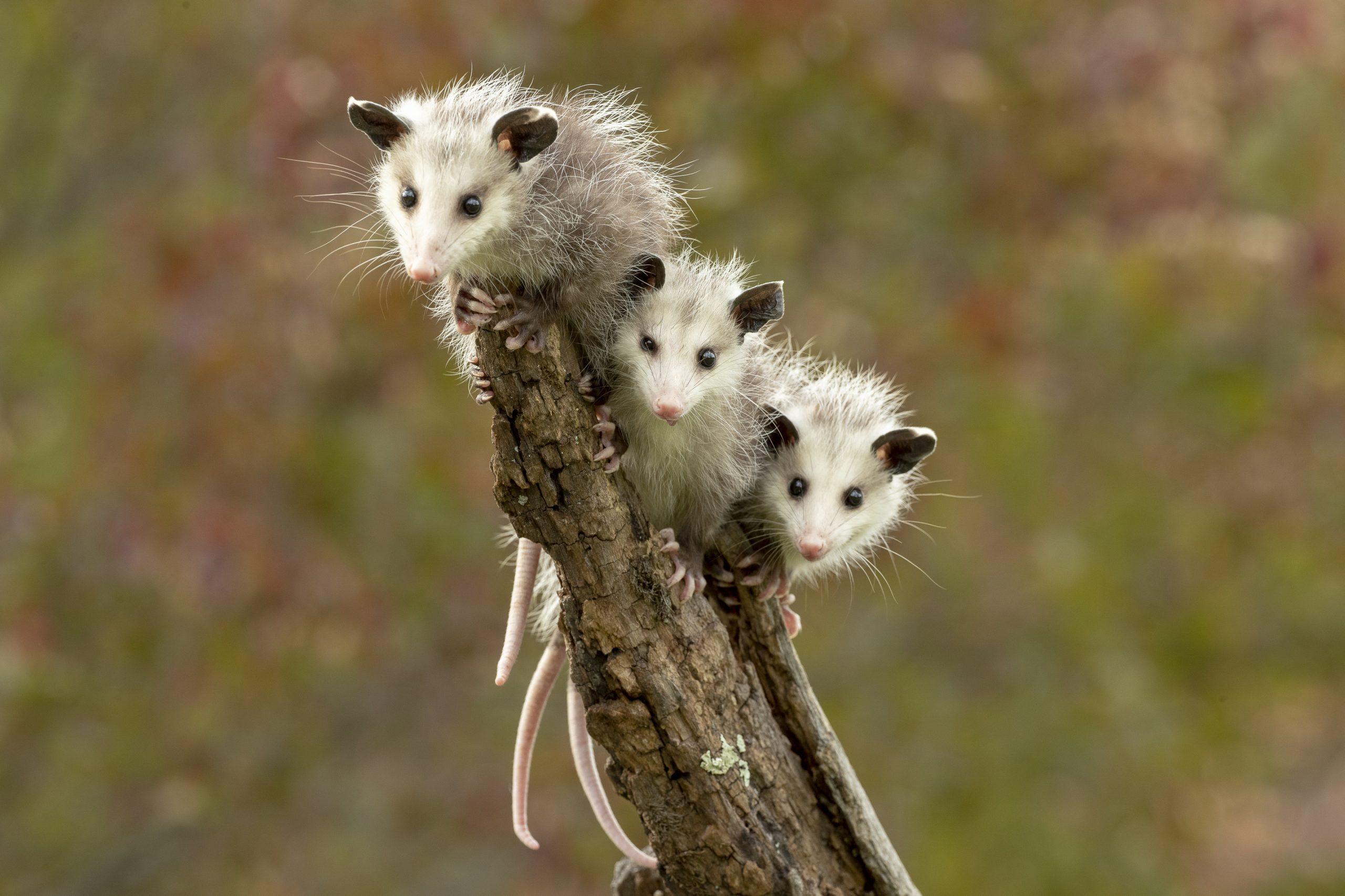 2560x1707 Cute Possum and Opossum Picture. Reader's Digest
