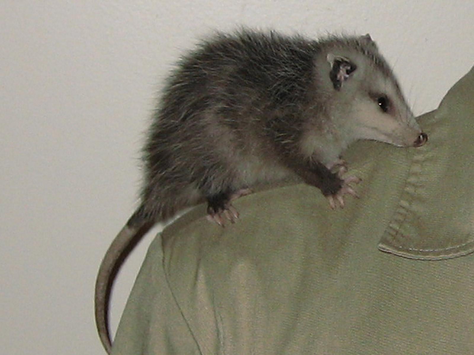 1600x1200 Cute Baby Opossum Photo Photographs Picture & Oppossum Image