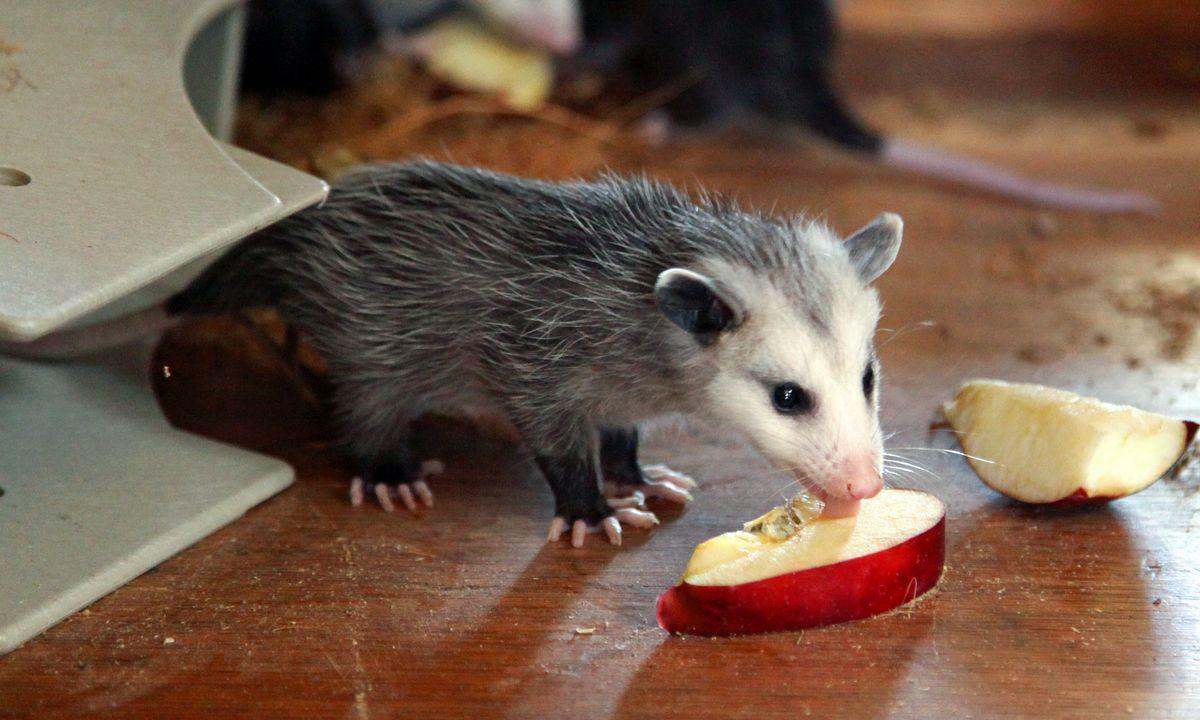 1200x720 Things You Never Knew About Opossums. Opossum facts, Opossum, Baby possum